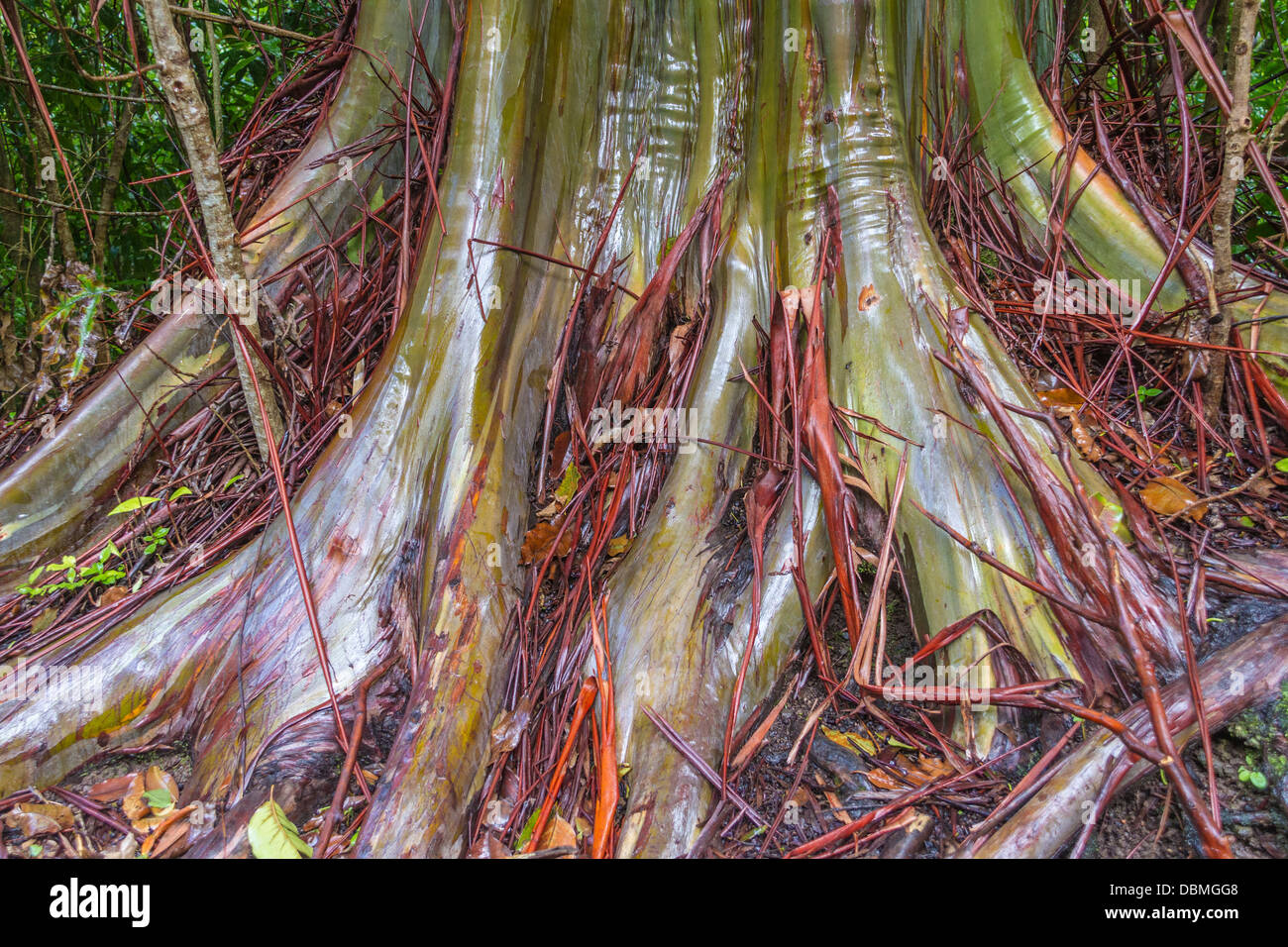 Regenbogen Eukalyptusbaum Eucalyptus deglupta Stockfoto