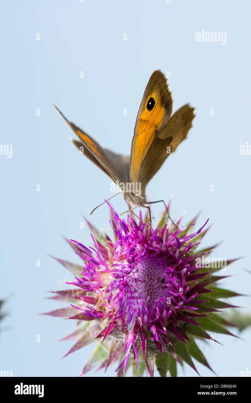 UK Schmetterling, Meadow Brown, Maniola Jurtina Fütterung auf Globe Thistle, Blütenstandsboden nutans Stockfoto