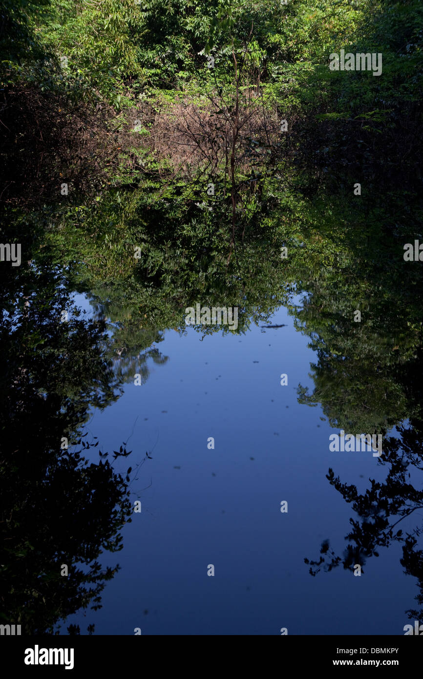 Überflutete Wälder am Amazonas, auch bekannt als Varzeas oder Igapo, Brasilien. Stockfoto
