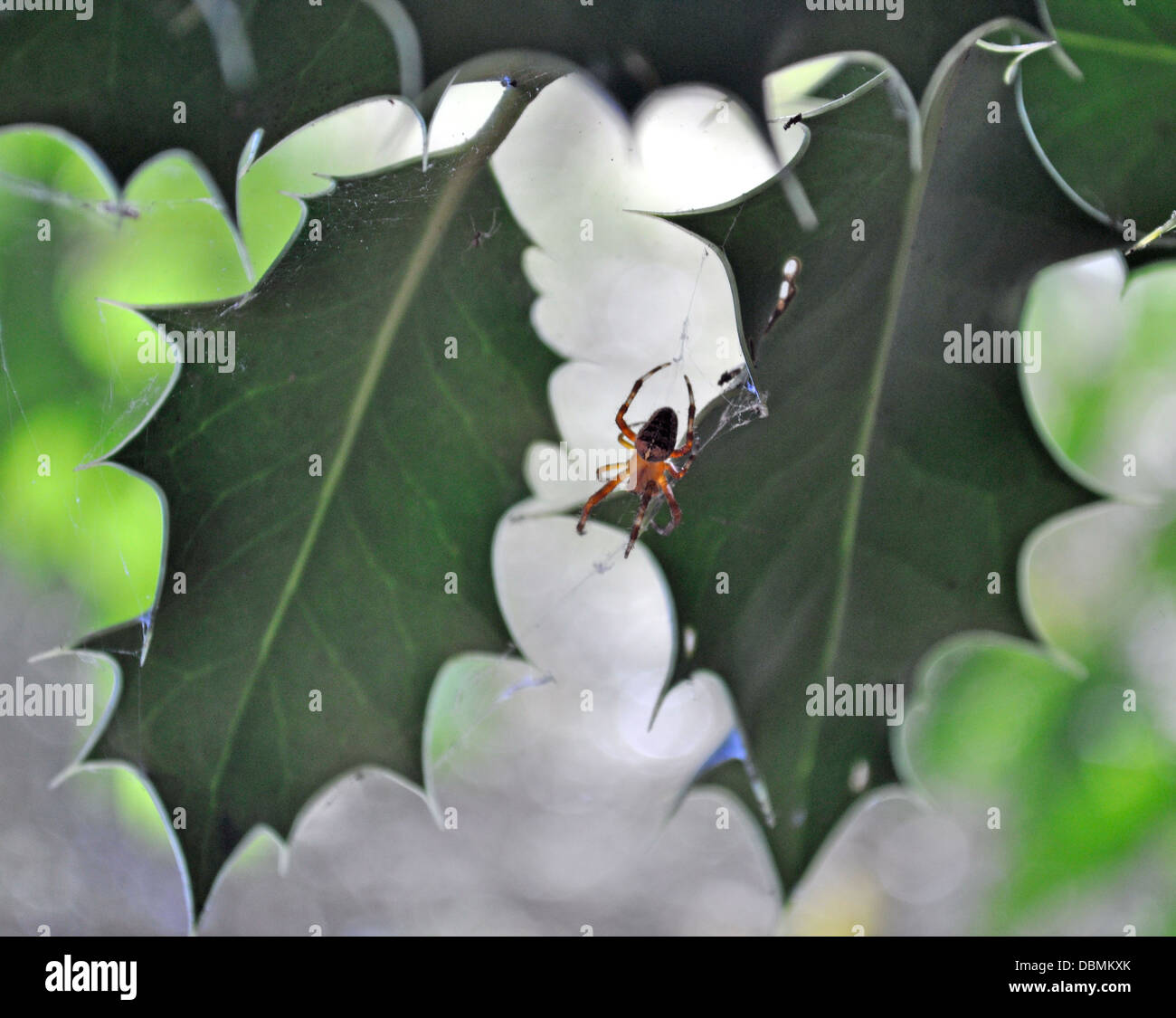 Spinne in einem Busch in San Francisco Hinterhof-Garten Stockfoto