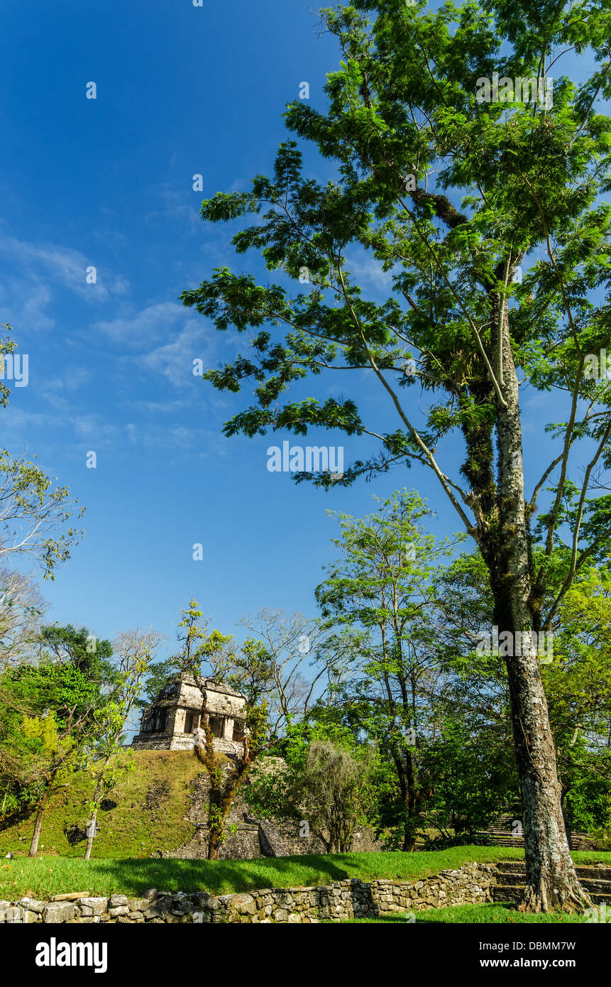 Grüner Baum und antiken Tempel in Palenque, Mexiko Stockfoto