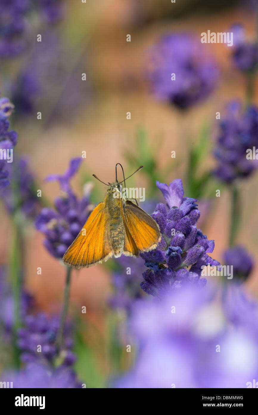 Garten Schmetterling, gemeinsamen Skipper, Stockfoto