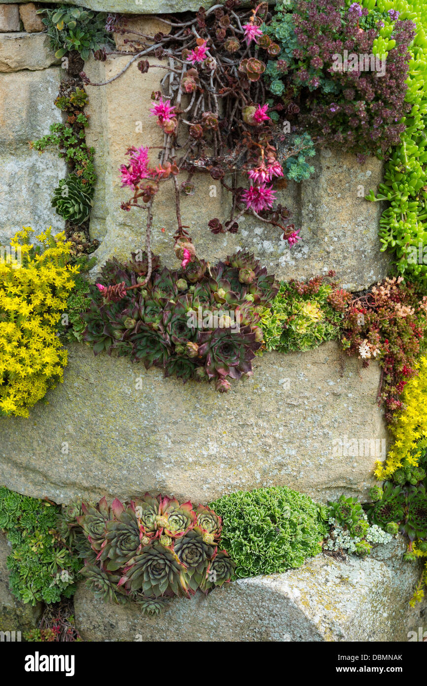 Fetthenne, Alpines und Semperviven Effekt im alten Mauerwerk Garteneigenschaft gepflanzt Stockfoto