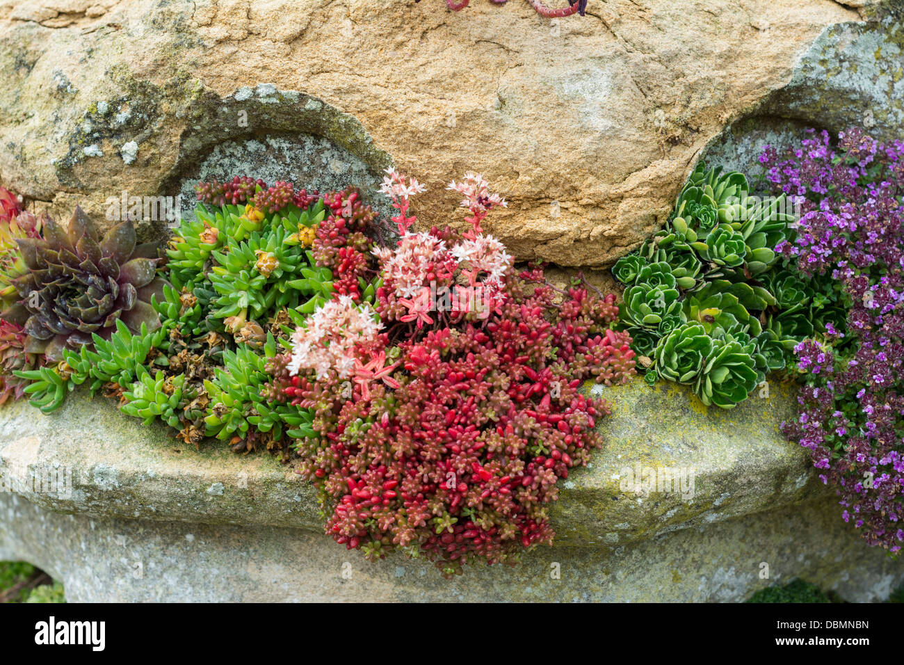 Fetthenne, Alpines und Semperviven Effekt im alten Mauerwerk Garteneigenschaft gepflanzt Stockfoto