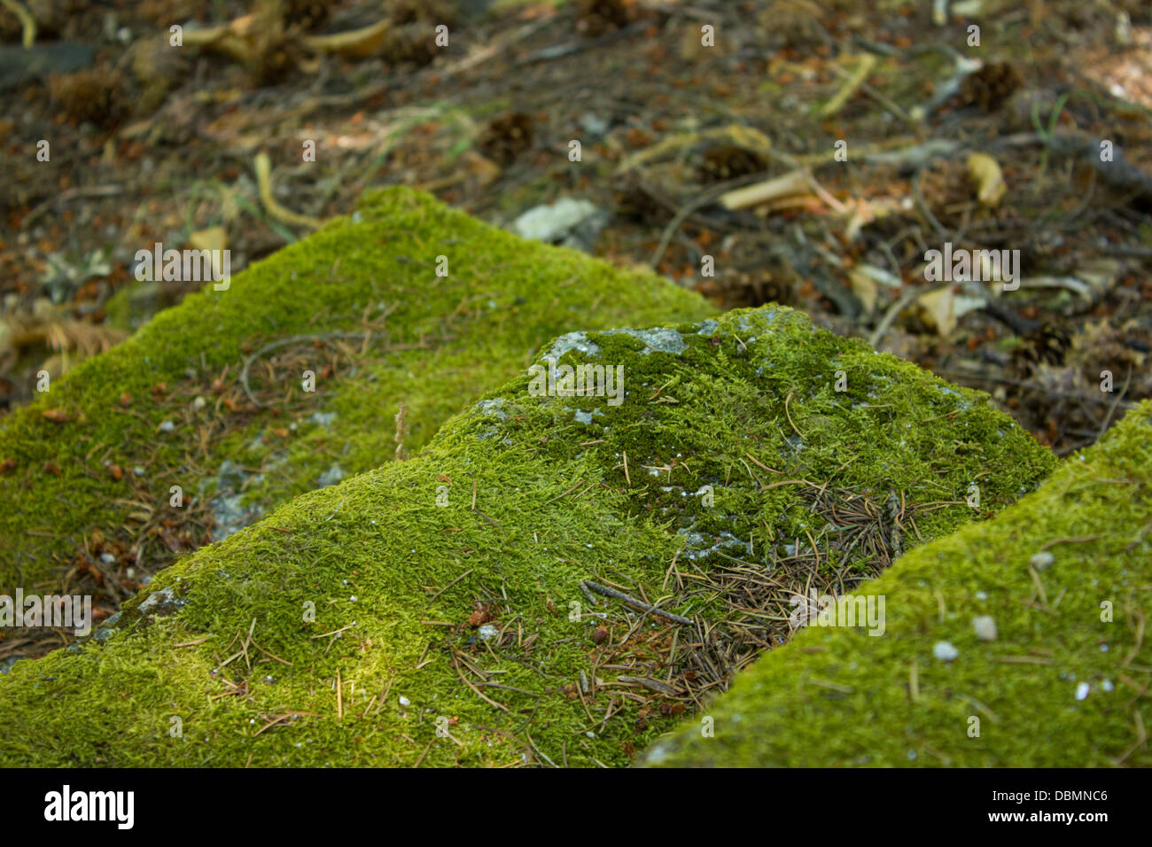 Marmortreppe mit grünem Moos bedeckt Stockfoto
