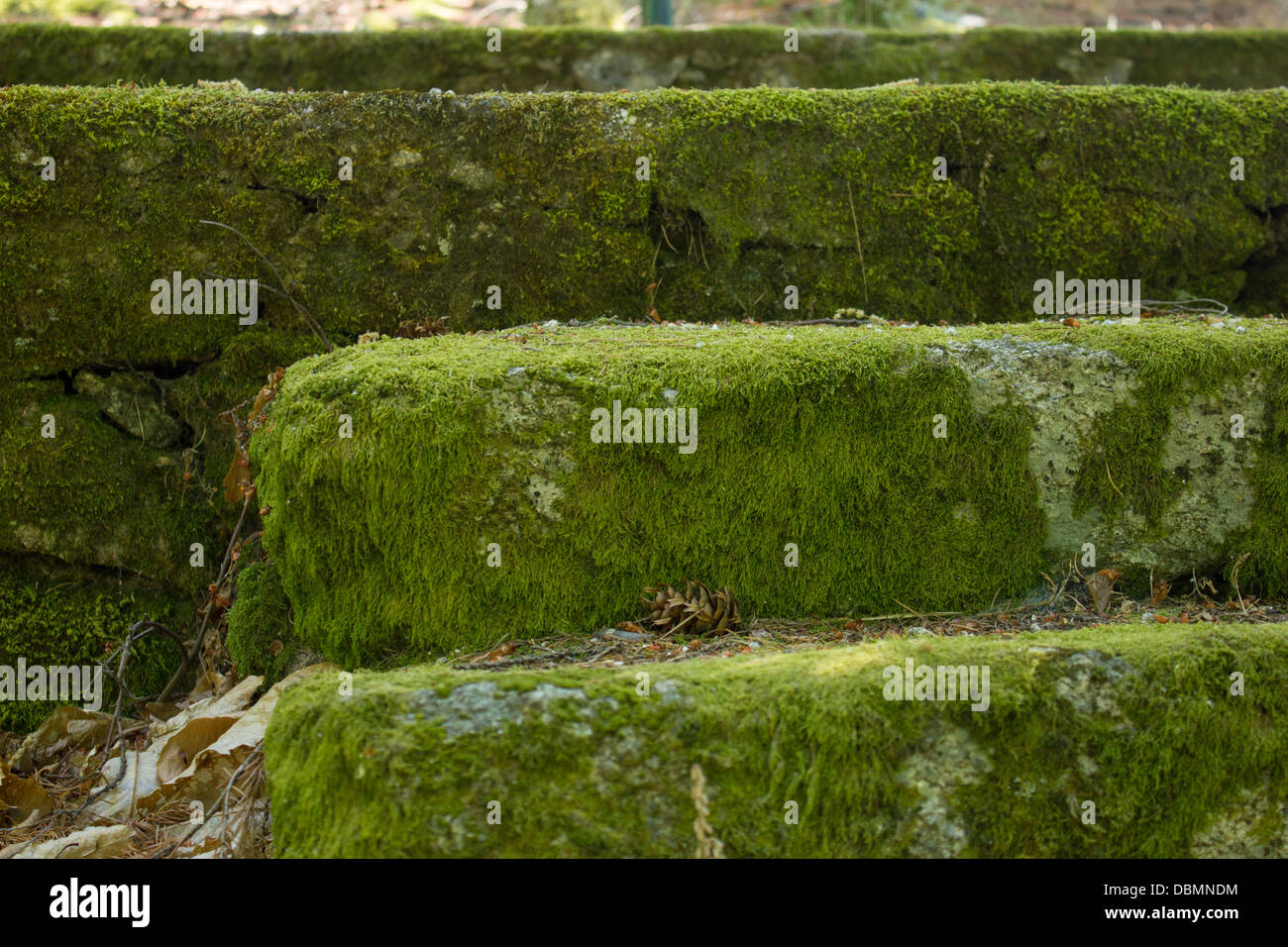 Marmortreppe mit grünem Moos bedeckt Stockfoto