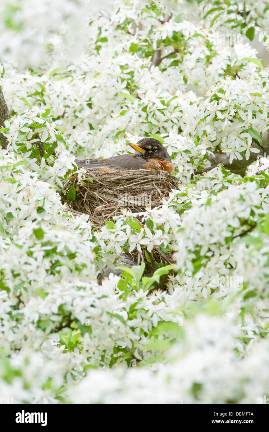 American Robin brütet Nest in Crabapple Blossoms - vertikaler Sitzvogel singbird Ornithologie Wissenschaft Natur Tierwelt Umwelt Stockfoto