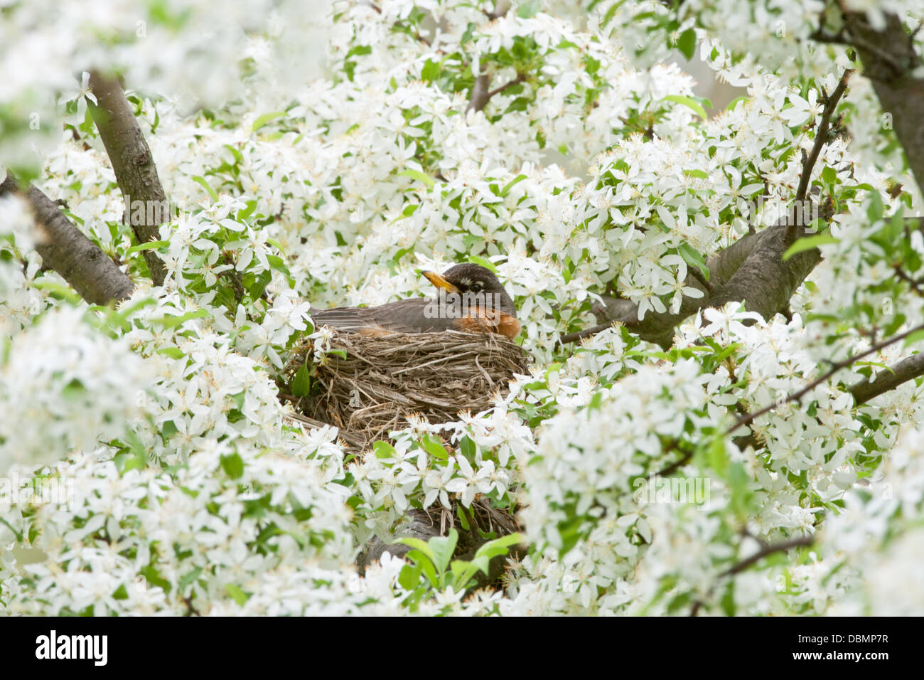American Robin brütet Nest in Crabapple Blossoms Sitzvögel vogelgesangvögel Ornithologie Wissenschaft Natur Tierwelt Umwelt Stockfoto