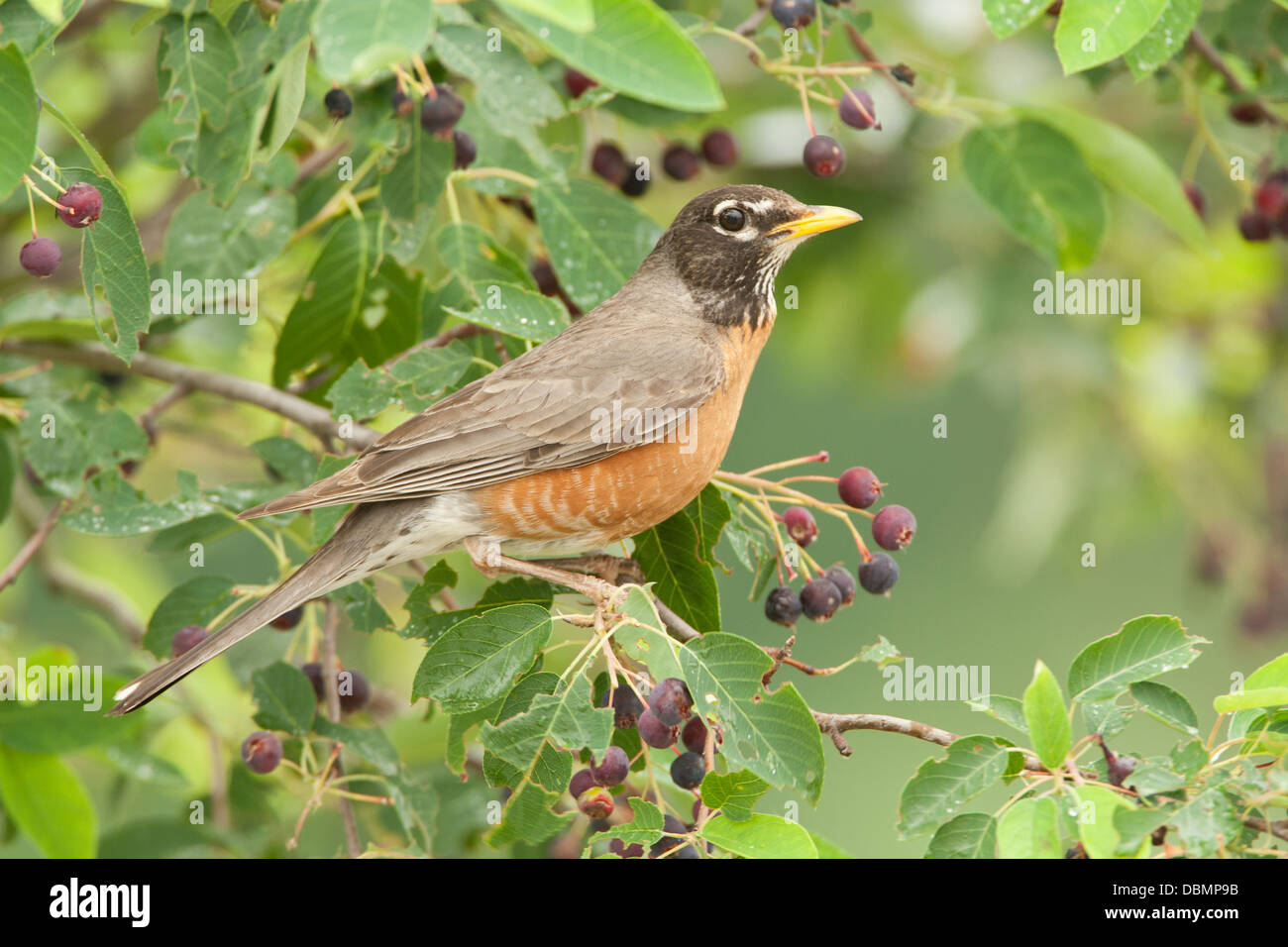 American Robin Barching in servicesberry Vogel songbird Ornithologie Wissenschaft Natur Tierwelt Umwelt Stockfoto