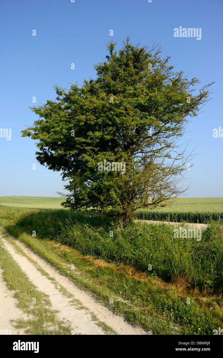 Wanderer-Weg oder Maultierweg, "The Ridgeway" einen alten Fußweg auf der Berkshire Downs, Oxfordshire, Vereinigtes Königreich Stockfoto