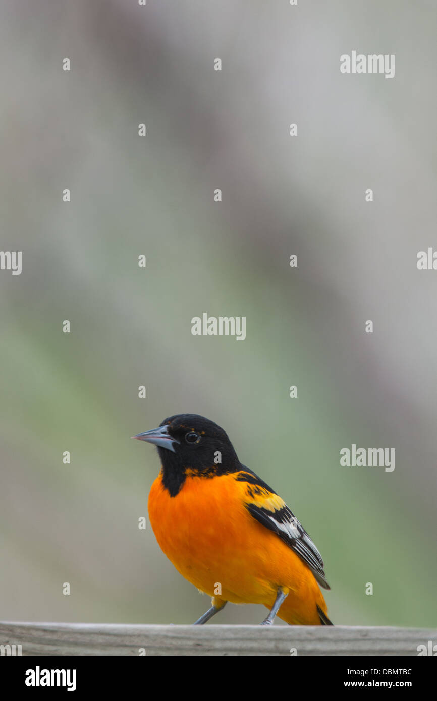 Baltimore Oriole nach vorne auf einem Brett Stockfoto