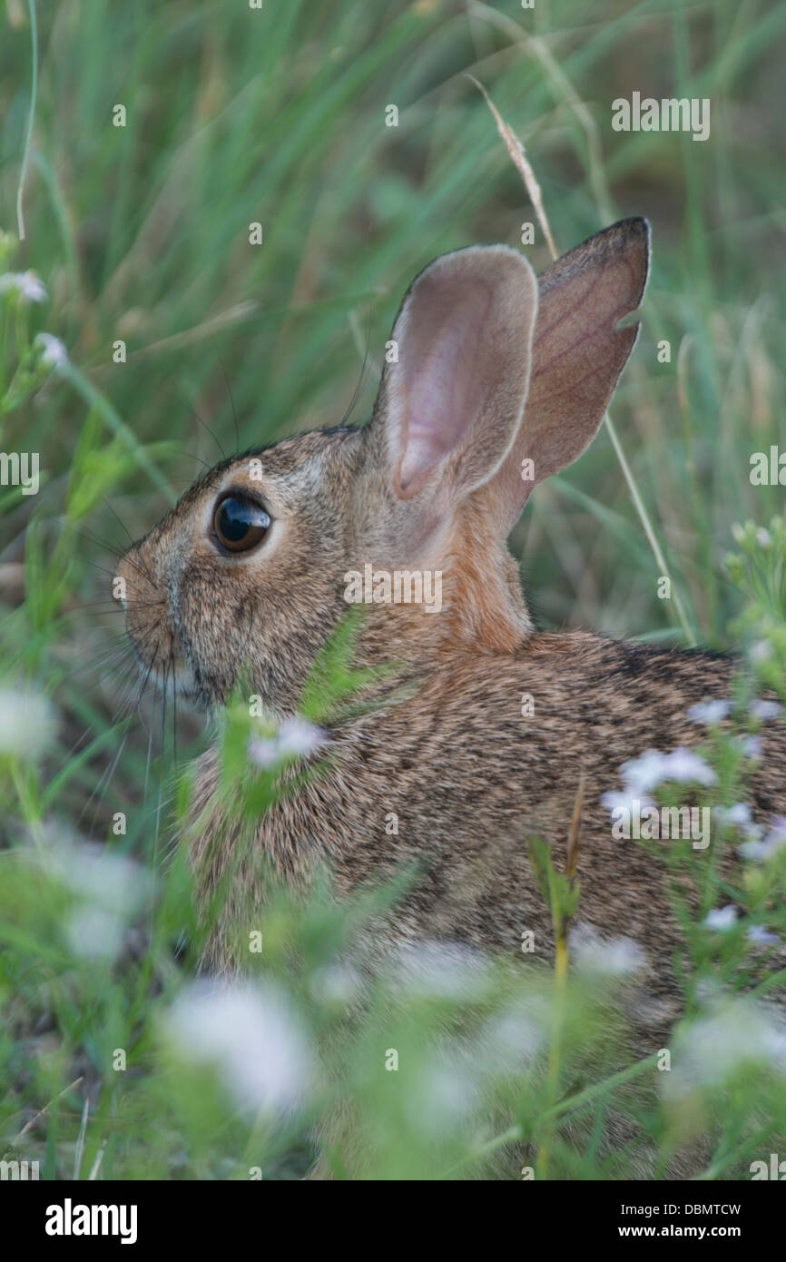 Östlichen Cottontail Kaninchen Stockfoto