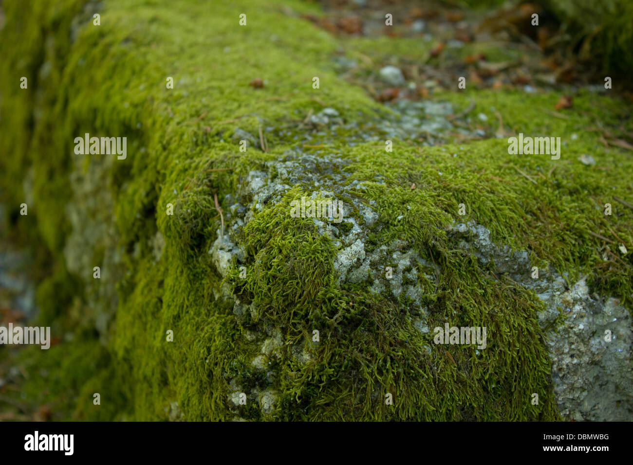Marmor, Stein mit grünem Moos Stockfoto