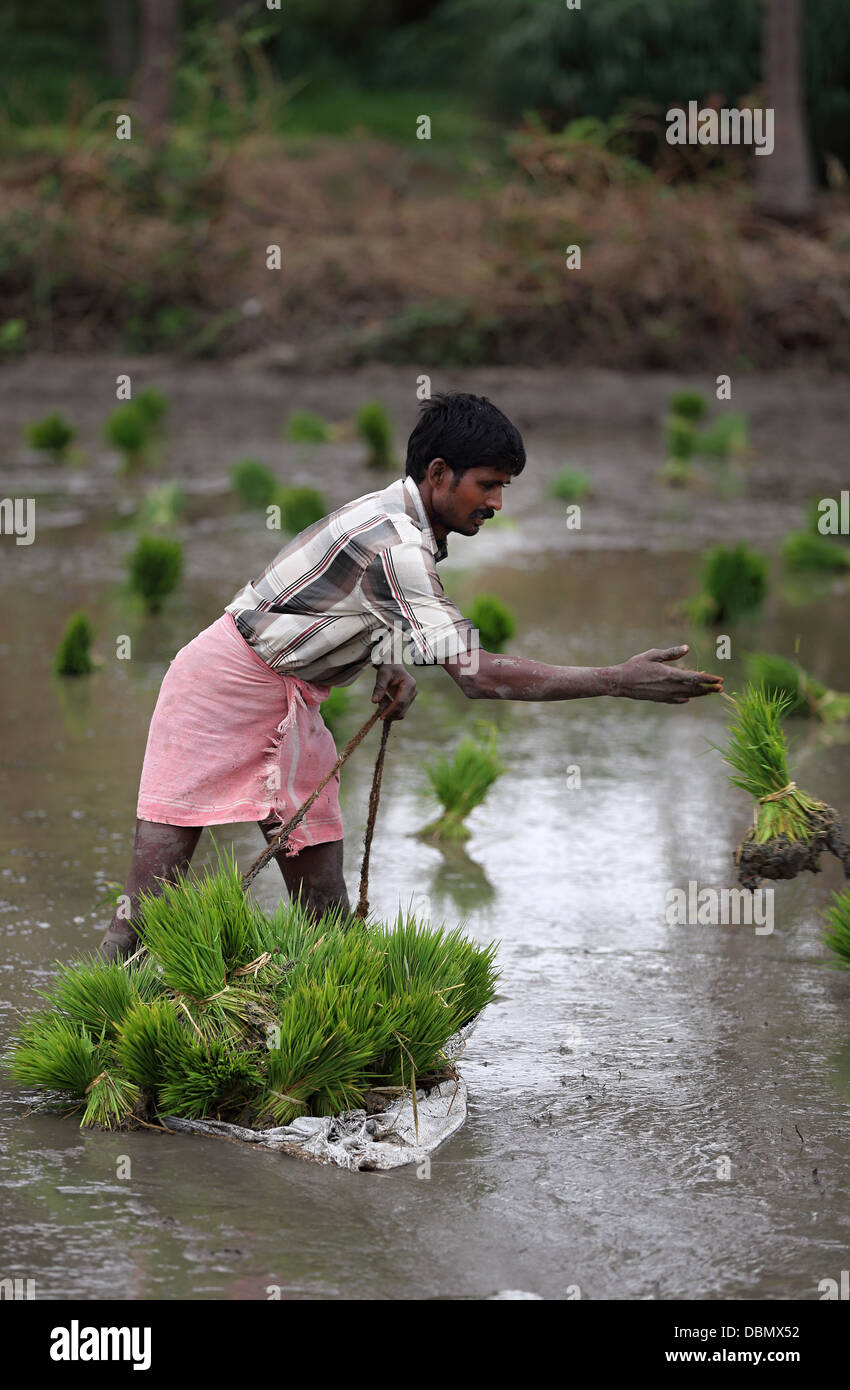 Ländliche indischen Mann arbeitet in einem Reisfeld in Südindien Stockfoto