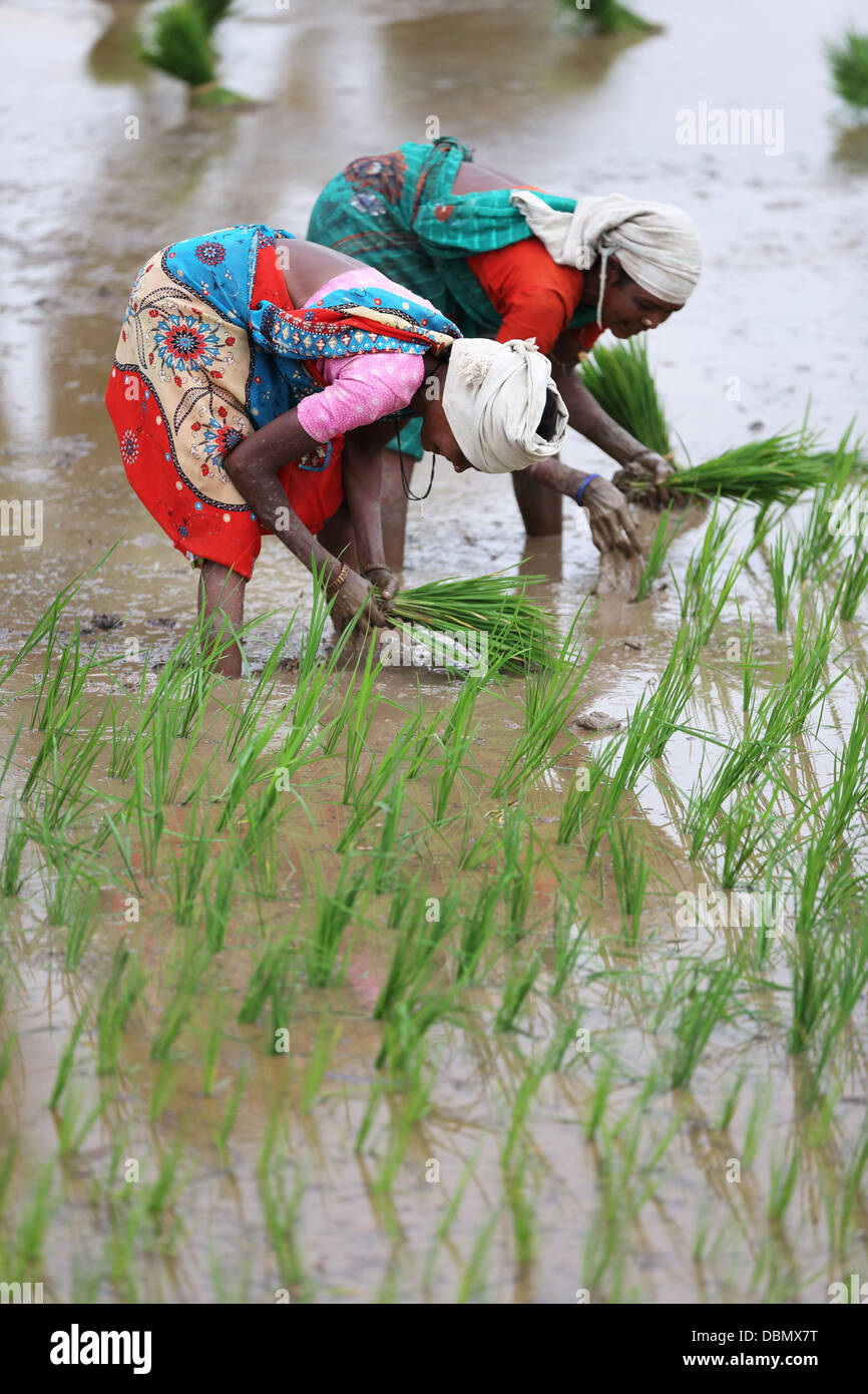Indische Frauen in ländlichen Gebieten arbeiten in einem Reisfeld in Südindien Stockfoto