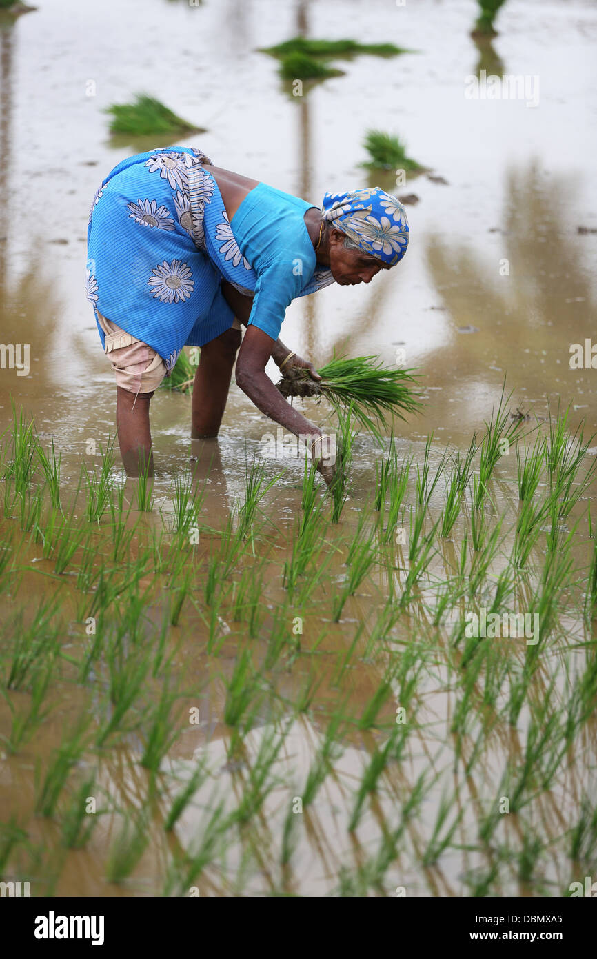 Ländliche indischen alte Frau arbeitet in einem Reisfeld in Südindien Stockfoto