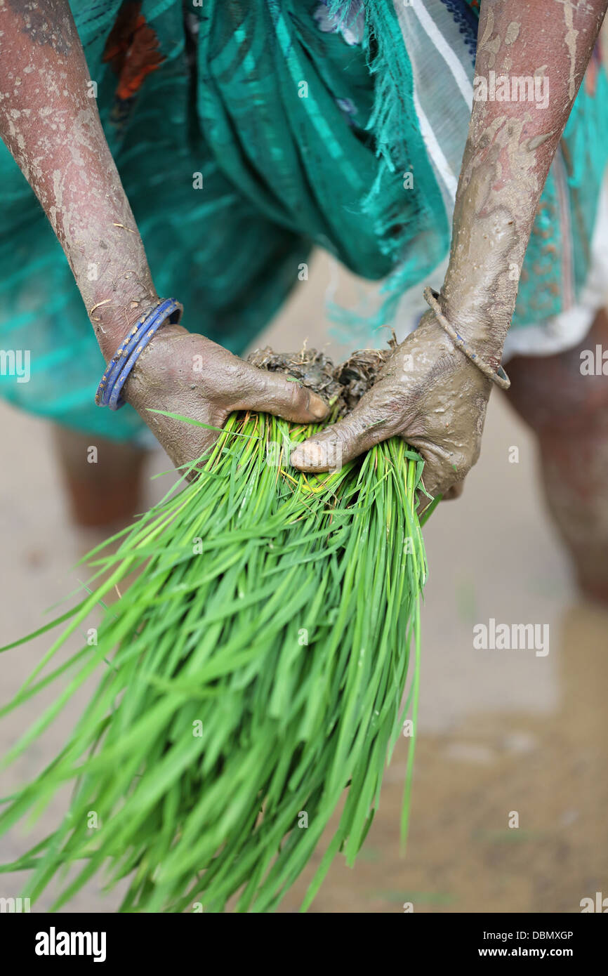 Indische Landfrauen Hände arbeiten in einem Reisfeld in Südindien Stockfoto