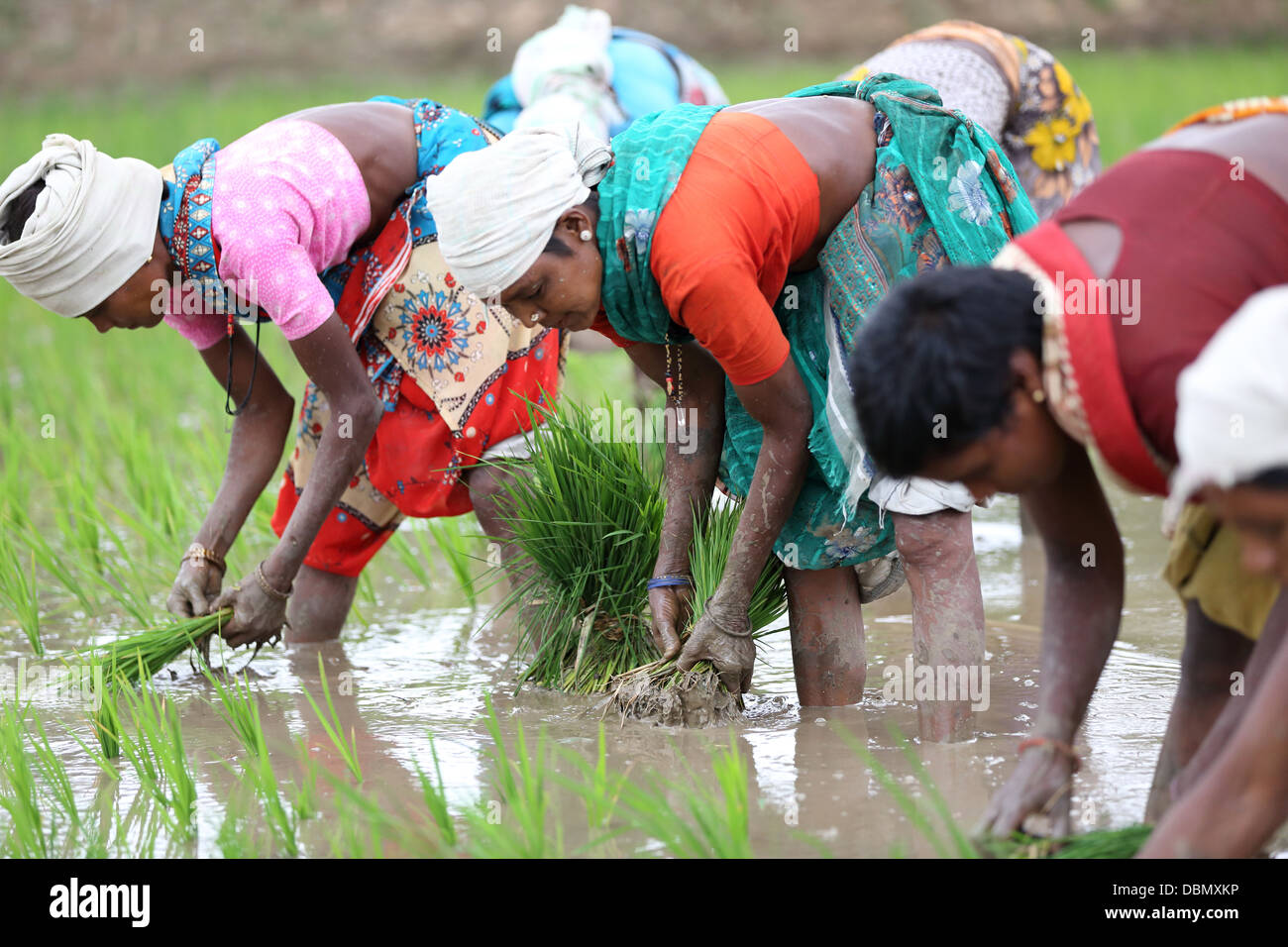 Indische Frauen in ländlichen Gebieten arbeiten in einem Reisfeld in Südindien Stockfoto