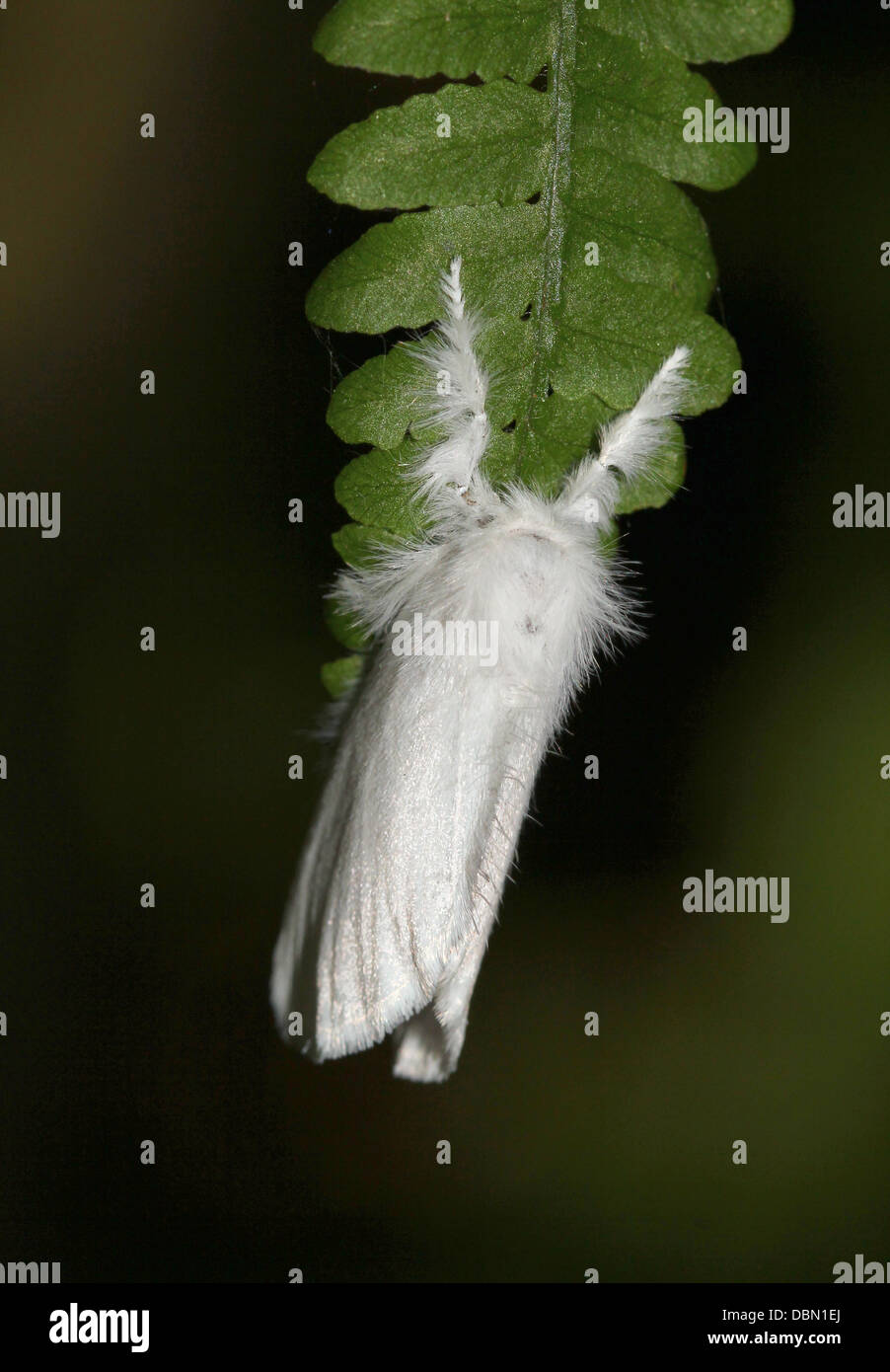 Nahaufnahme Makro-Aufnahmen von einer weiblichen Falter gelb-Tail (Euproctis Similis, a.k.a. Goldtail Motte oder Swan Schmetterling) Stockfoto