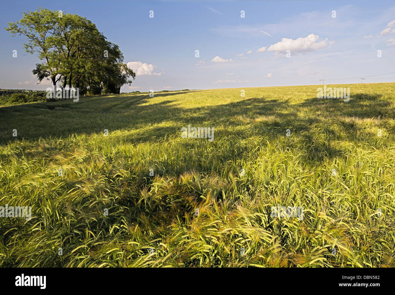 Ackerfläche mit Gerste Ernte, Ackerland bei Sonnenschein Stockfoto