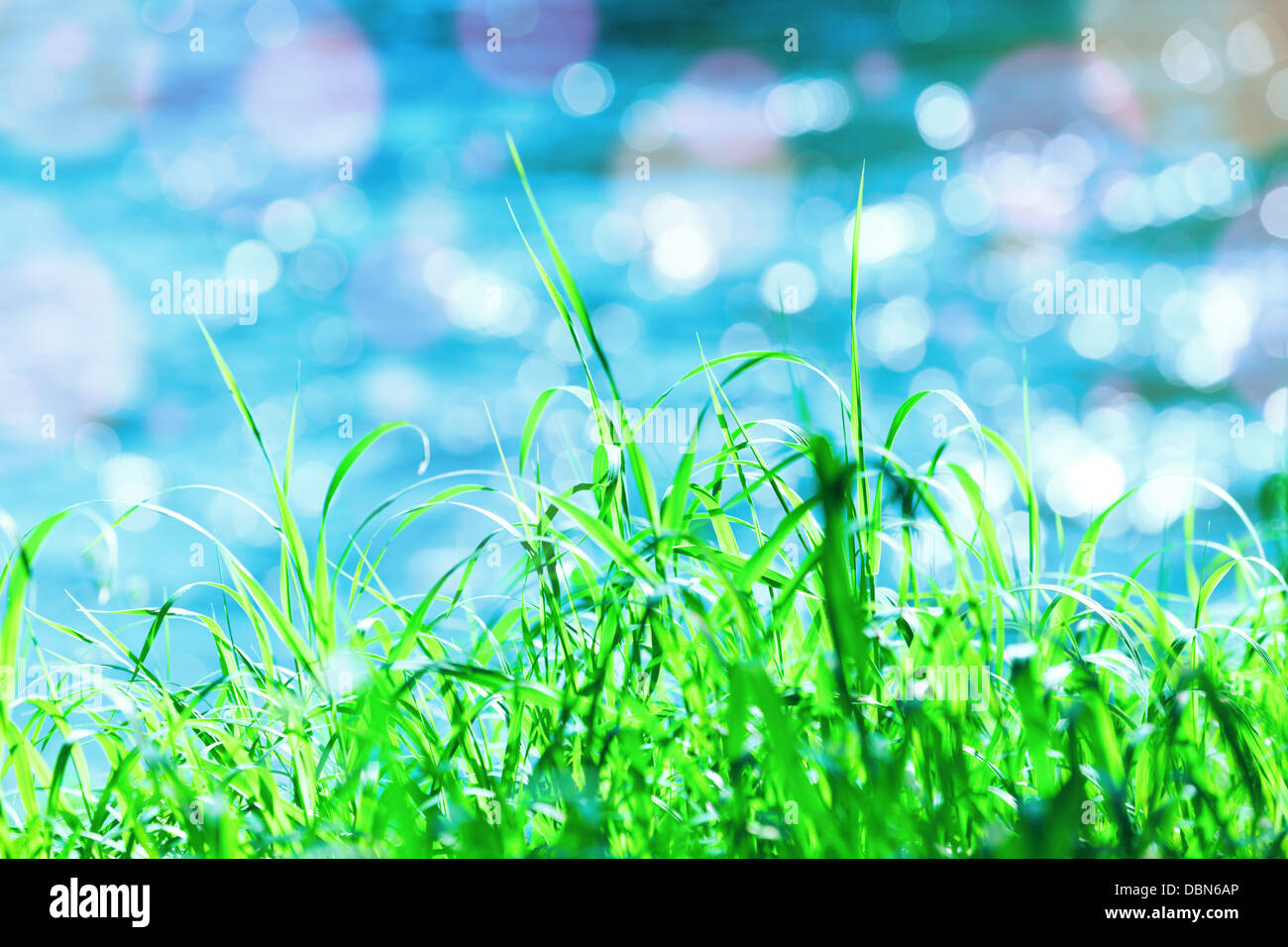 grünen Rasen auf einem Wasser-Hintergrund Stockfoto