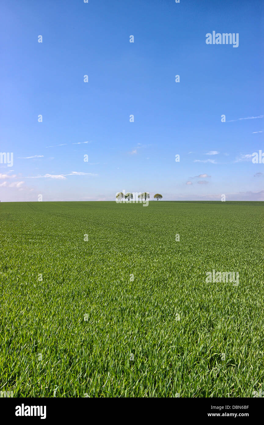 5 Bäume stehen auf der Horizontlinie zwischen blauem Himmel und der grünen Wiese. Stockfoto