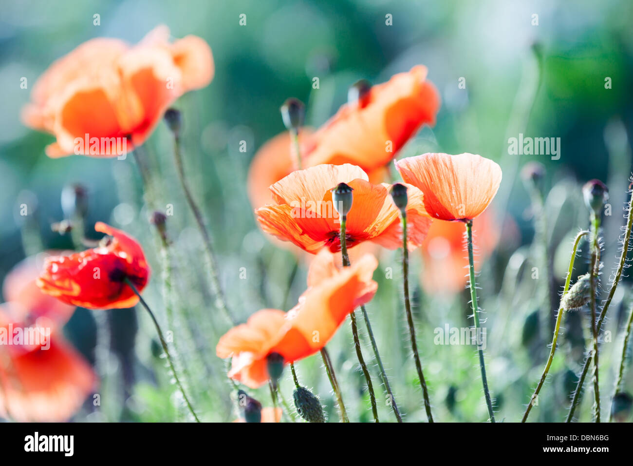 blühender Mohn auf Sommerwiese Stockfoto