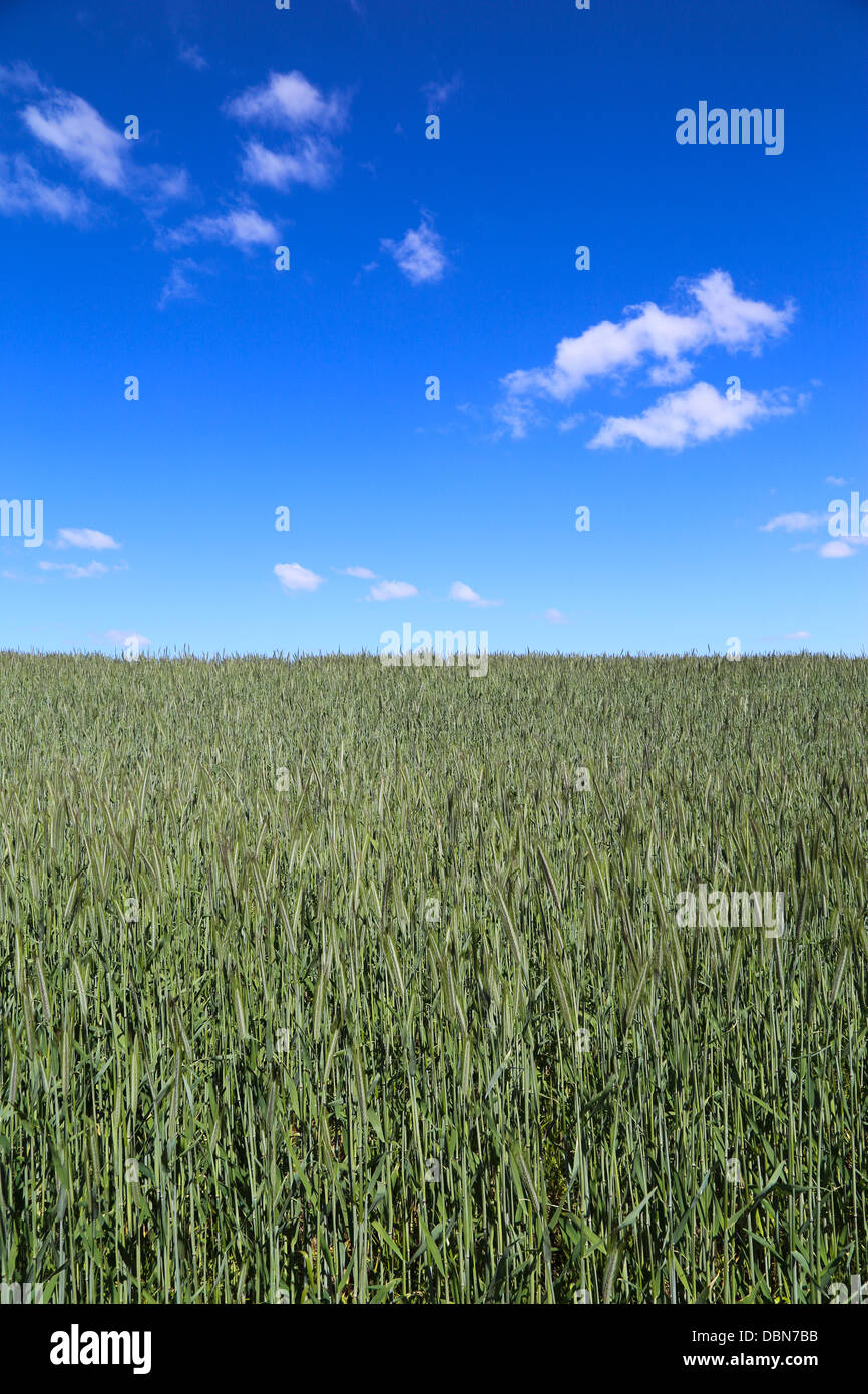 Grüne Getreide Feld mit blauem Himmel, ein paar weiße Wolken Stockfoto