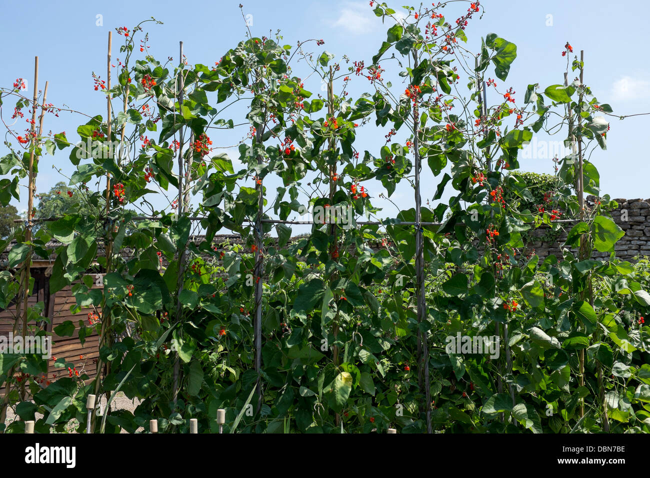 Runner Bean Pflanzen wachsen im Schrebergarten Stockfoto