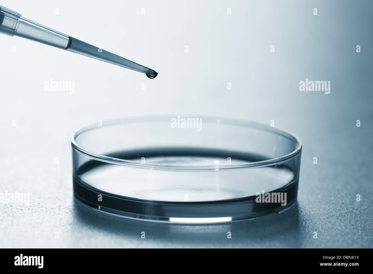 Pipette und Petrischale Stockfoto