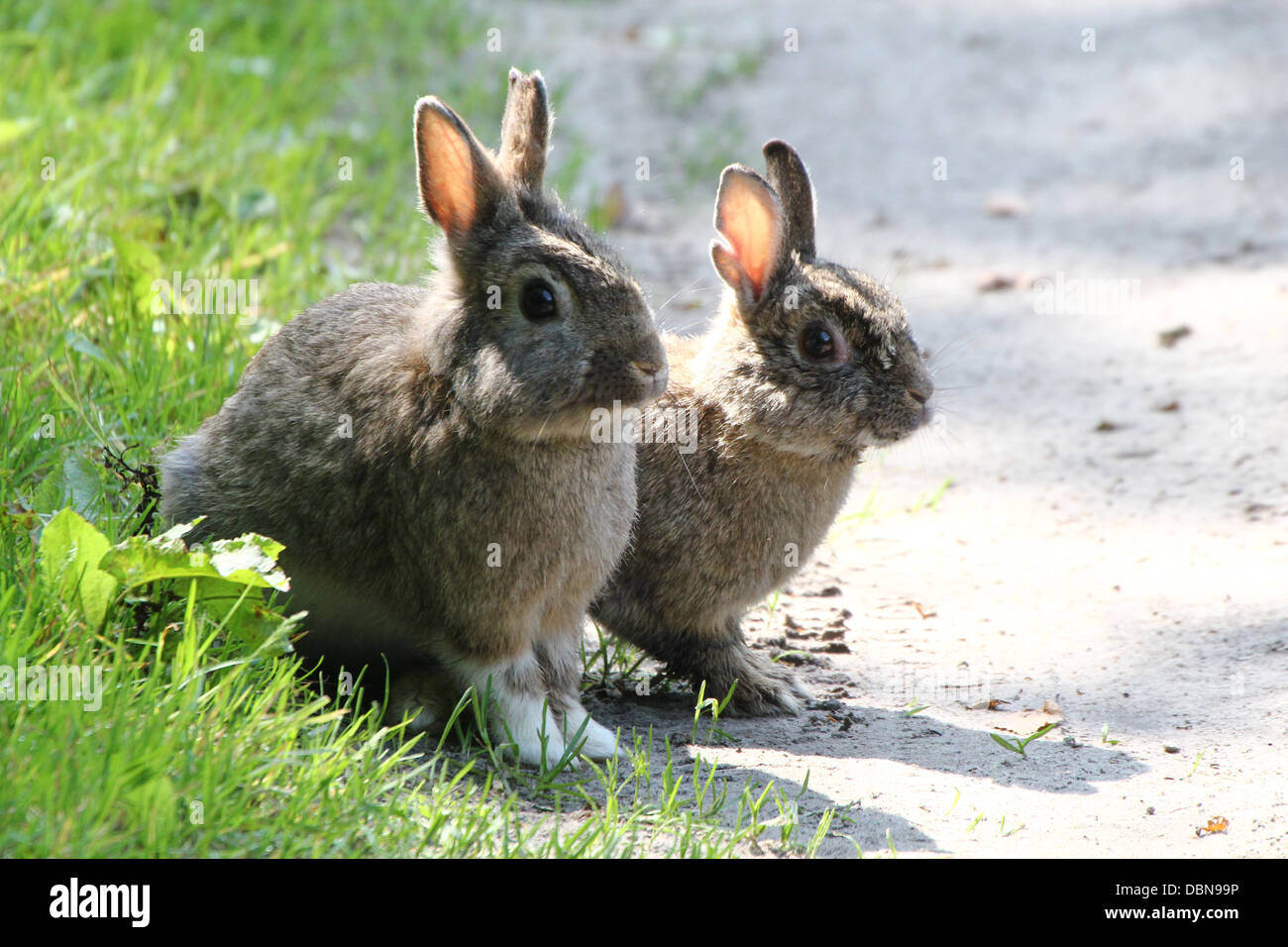 Reihe von Nahaufnahmen von Wildkaninchen (Oryctolagus Cuniculus) auf Nahrungssuche, Bilder über 80 in Serie, hier eine wenig ängstliche duo Stockfoto