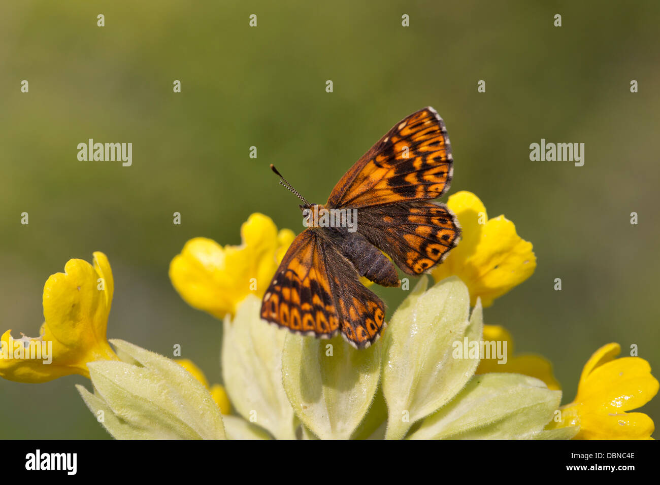 Herzog von Burgund Fritillary Butterfly; Hamearis Lucina; auf Schlüsselblume; UK Stockfoto