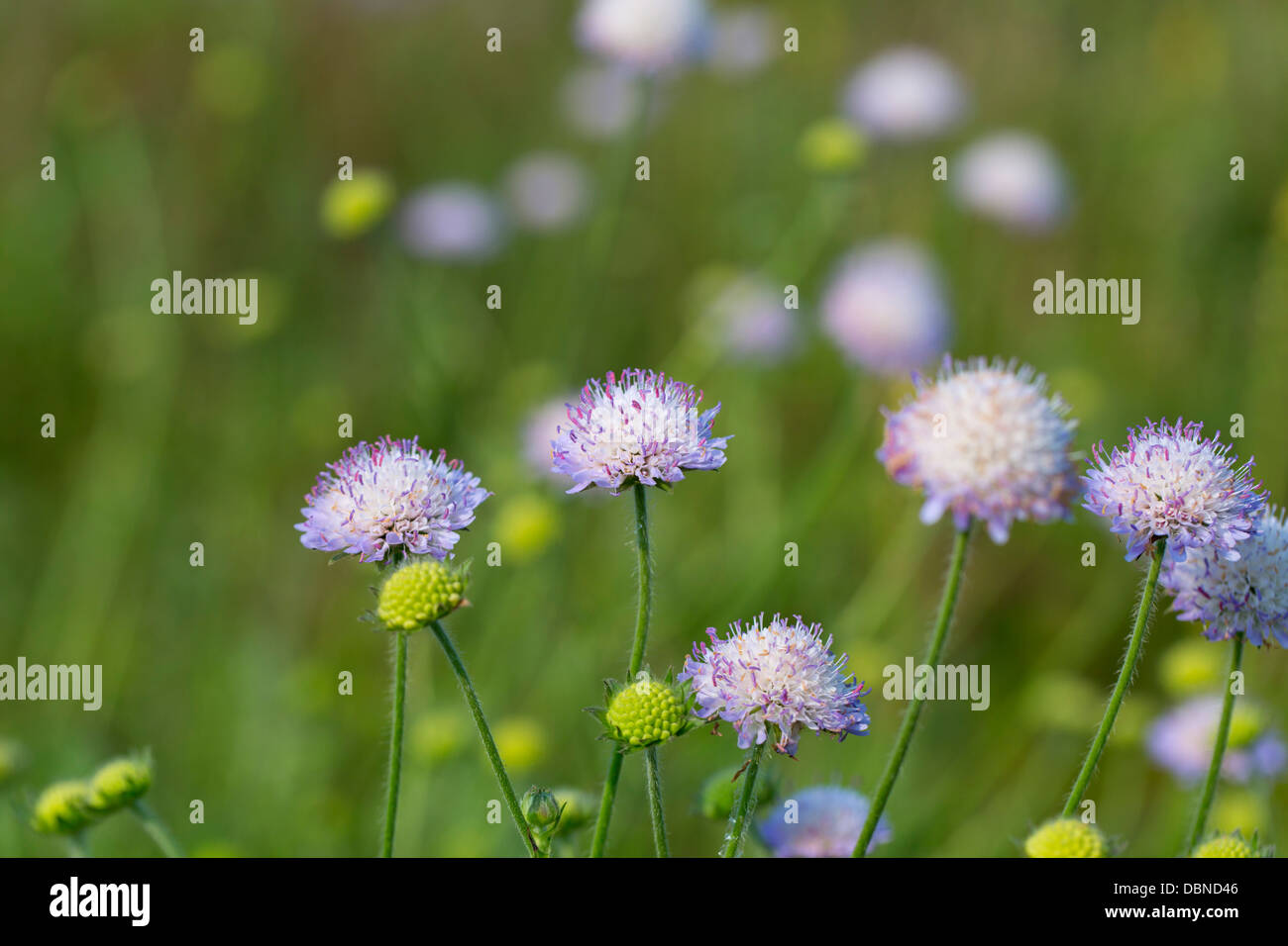 Feld-Witwenblume; Knautia Arvensis; Sommer; Cornwall; UK Stockfoto