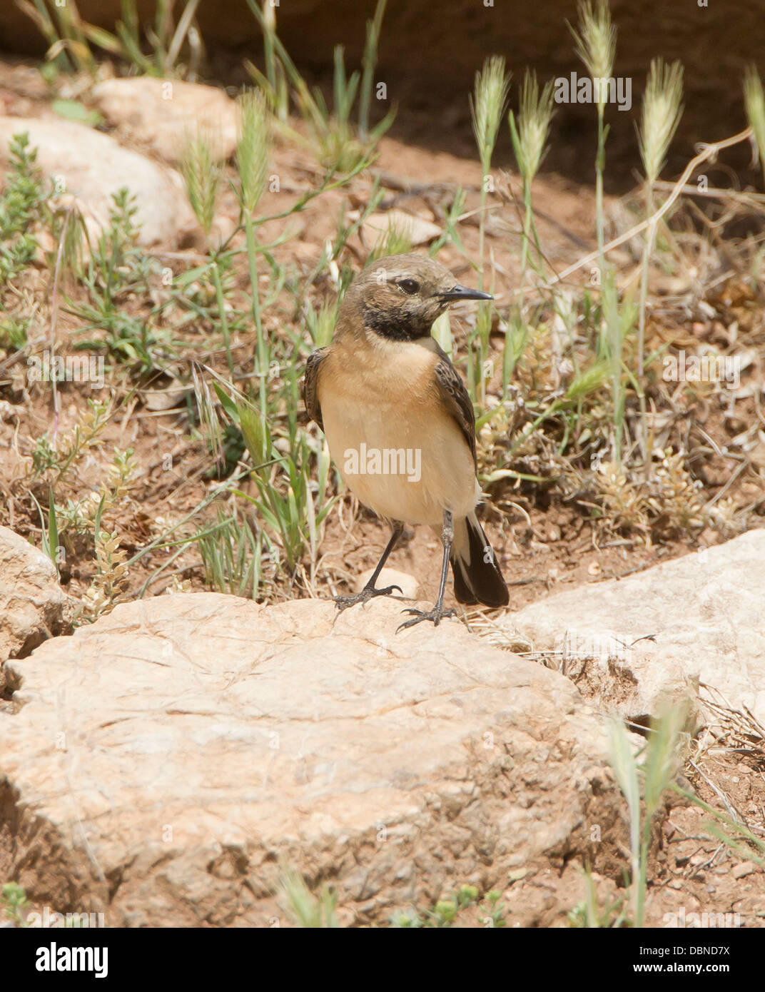 Weibliche schwarze Schmuckschildkröte östliche Rasse Oenanthe Steinschmätzer Melanoleuca Anarita Zypern Stockfoto