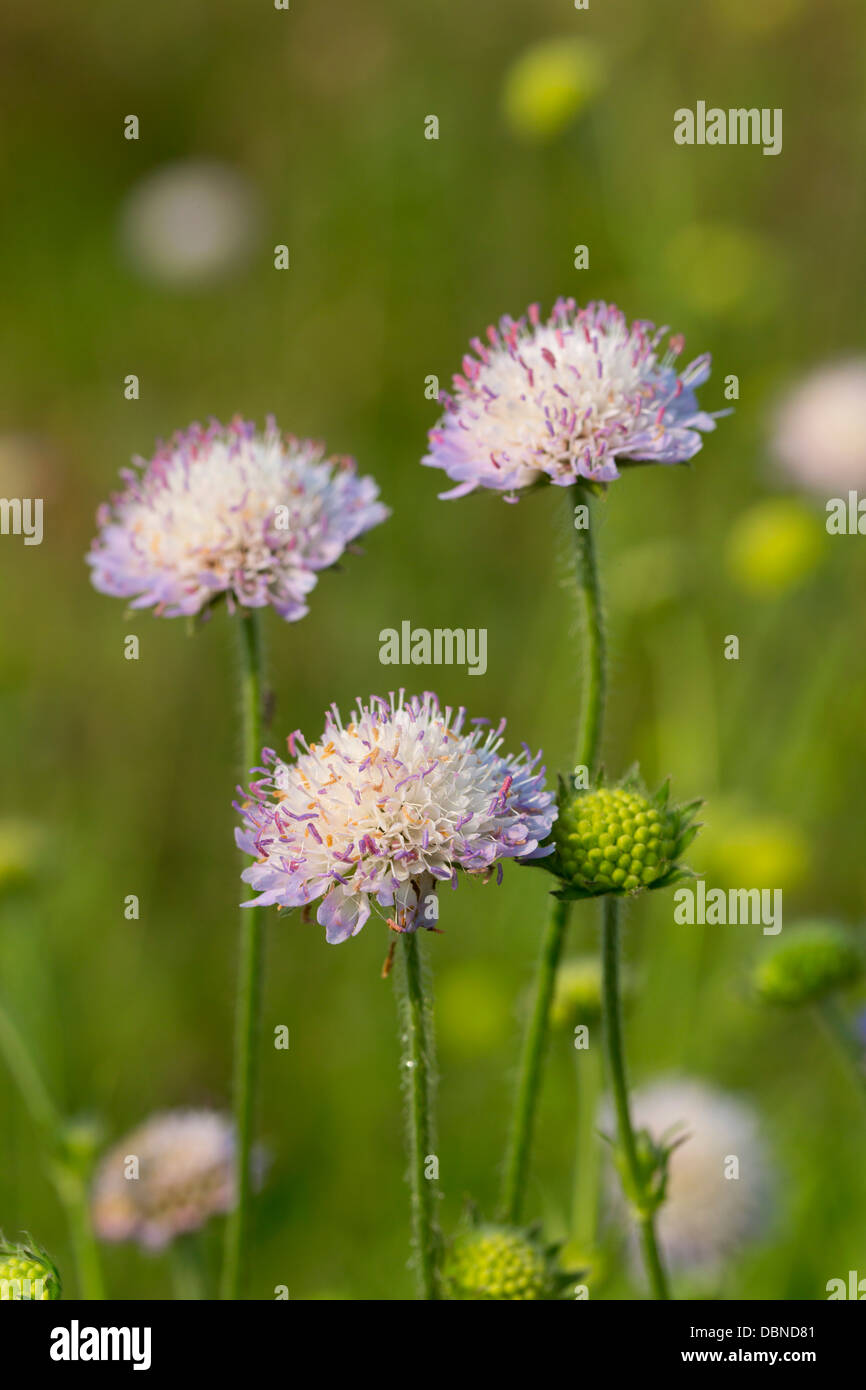 Feld-Witwenblume; Knautia Arvensis; Sommer; Cornwall; UK Stockfoto