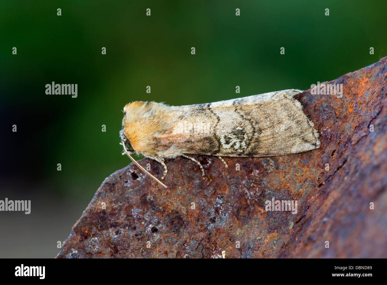 Abbildung von achtzig Motten; Tethea oculata Octogesimea; Juli; UK Stockfoto