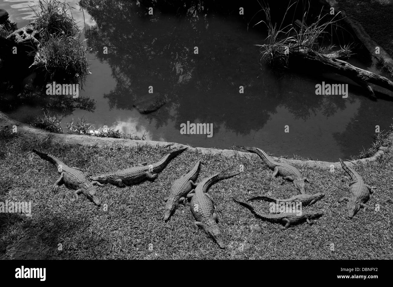 Krokodile schlafen, Sun City Farm, Südafrika. Stockfoto