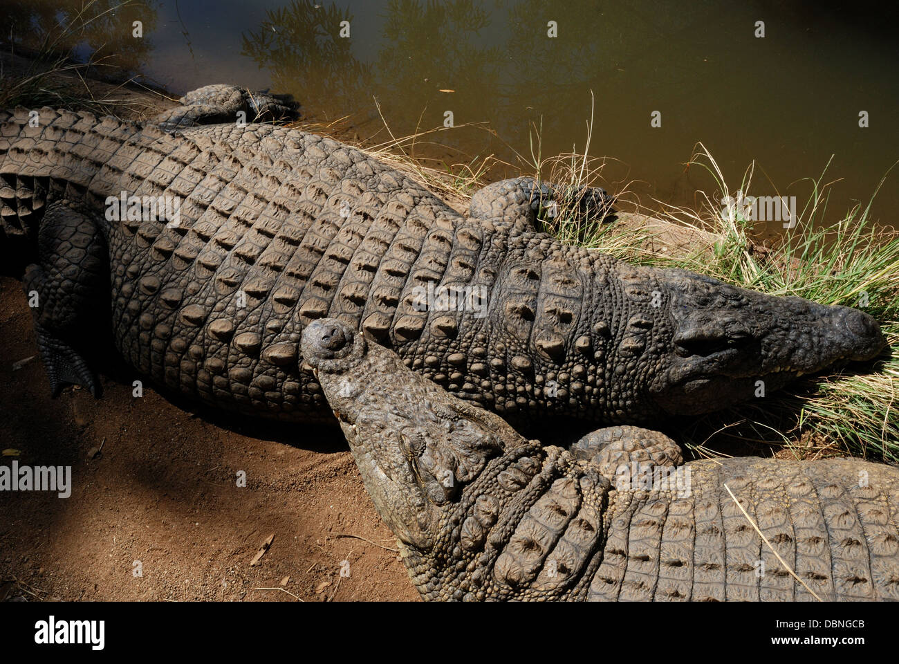 Krokodile schlafen, Sun City Farm, Südafrika. Stockfoto