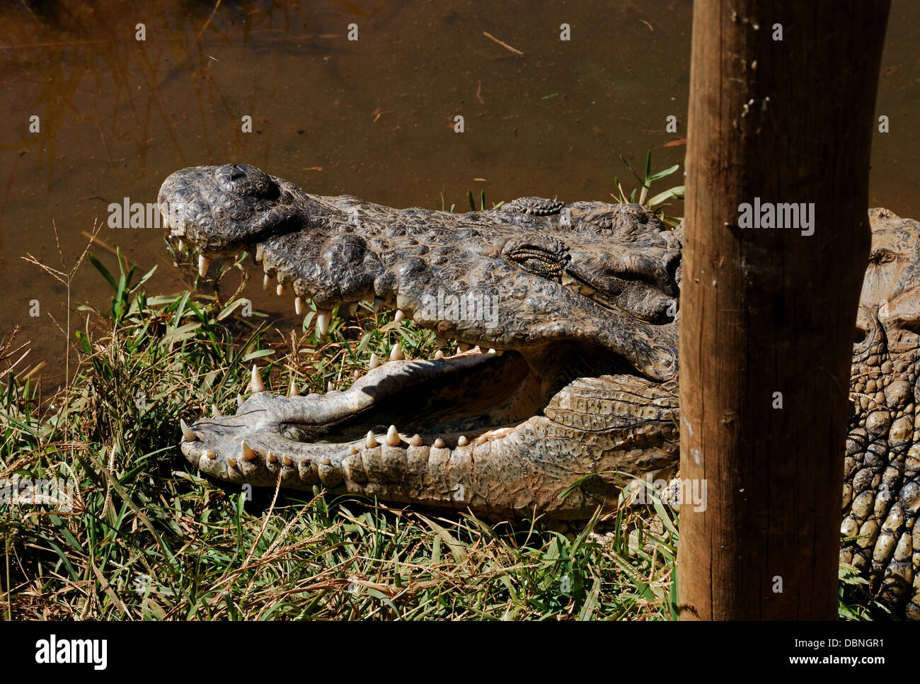 Krokodil Kopf schließen, Sun City Farm in Südafrika. Stockfoto