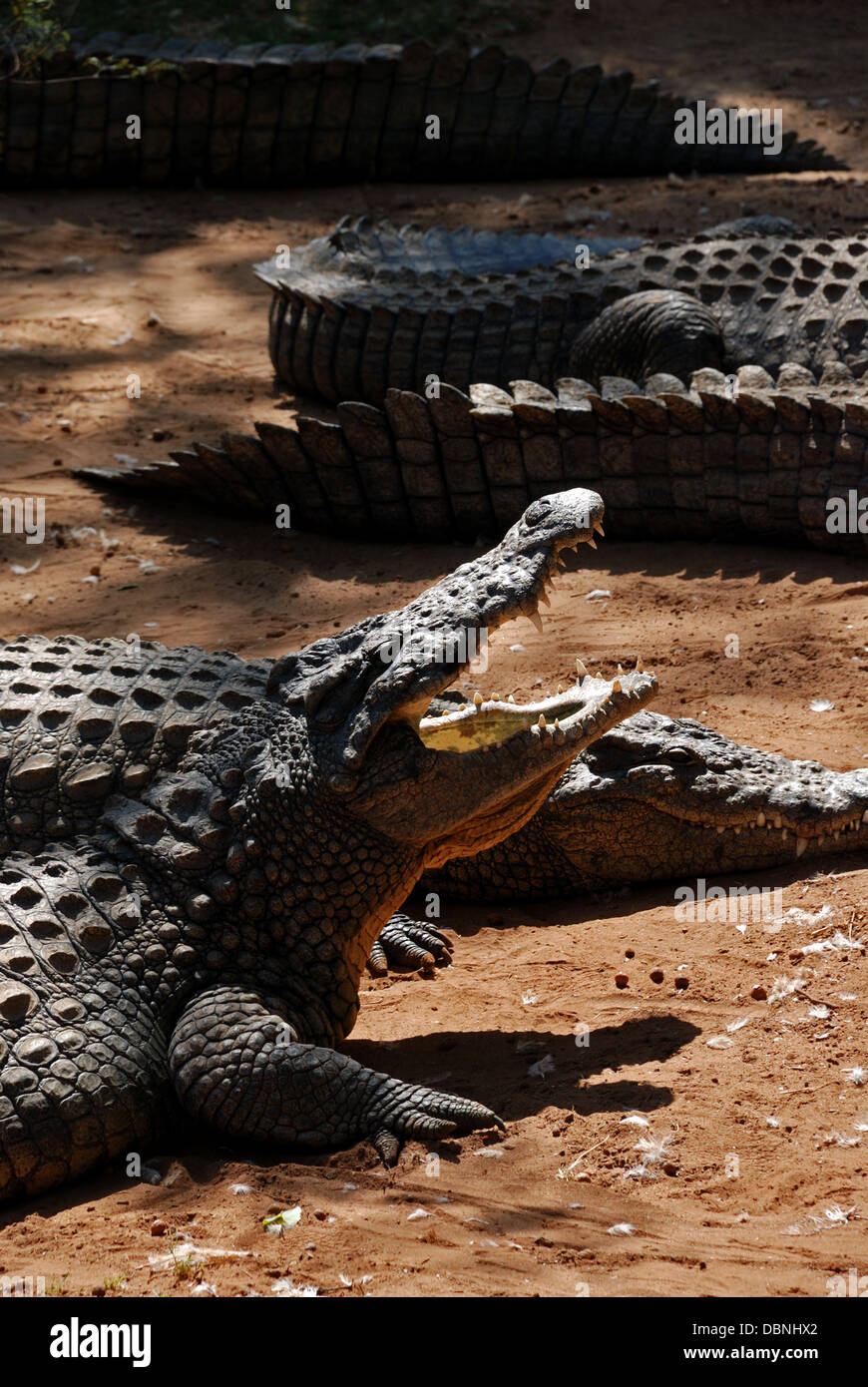 Krokodile in Sun City Crocodile Farm, Südafrika. Stockfoto