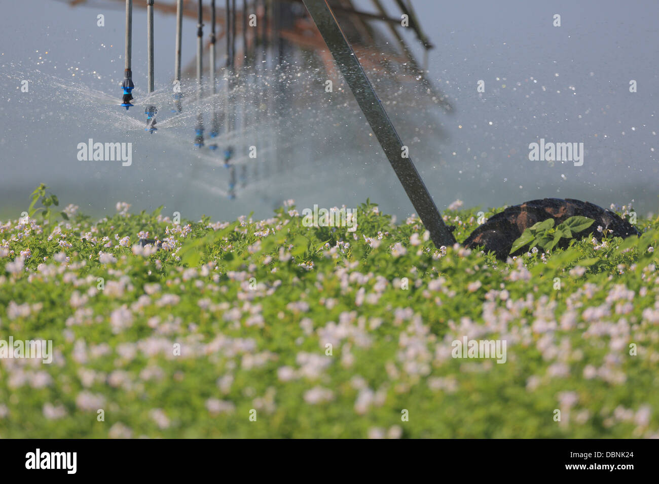Bewässerung Sprinklersystem im Feld, Kroatien, Slawonien, Europa Stockfoto