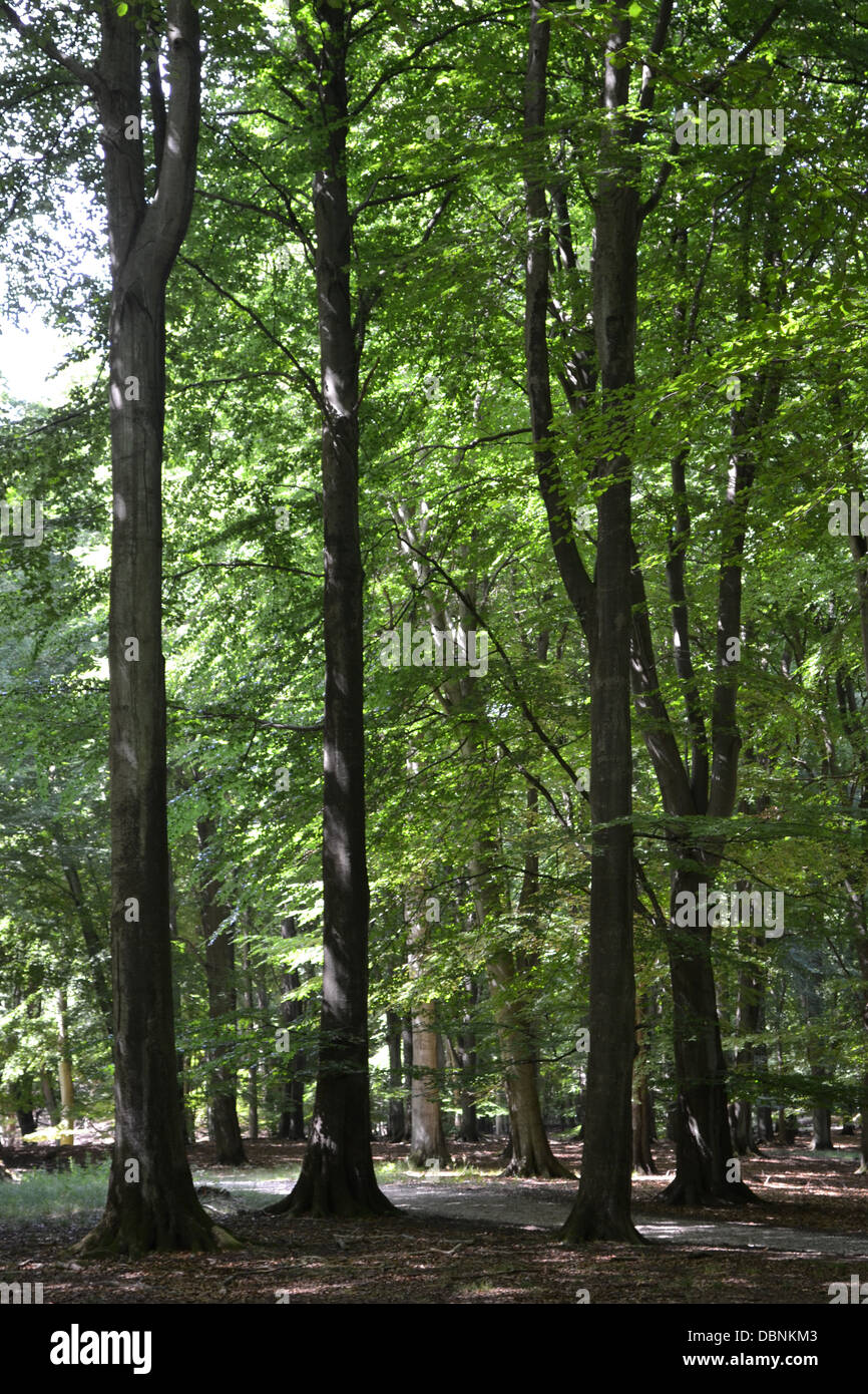 Hirschgarten Waldpark, Klampenborg, in der Nähe von Kopenhagen, Dänemark. Stockfoto