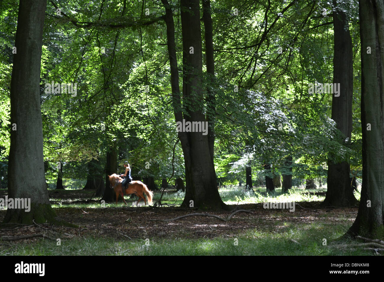 Reiter, Hirschgarten Waldpark, Klampenborg, in der Nähe von Kopenhagen, Dänemark. Stockfoto