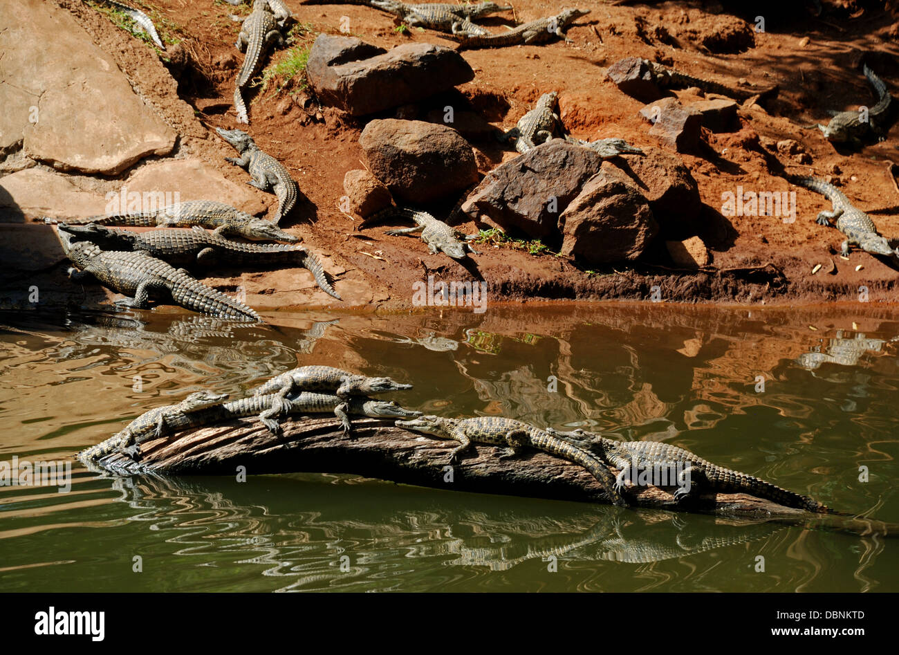 Viele Krokodile Faulenzen in Sun City Reserve in Südafrika. Stockfoto