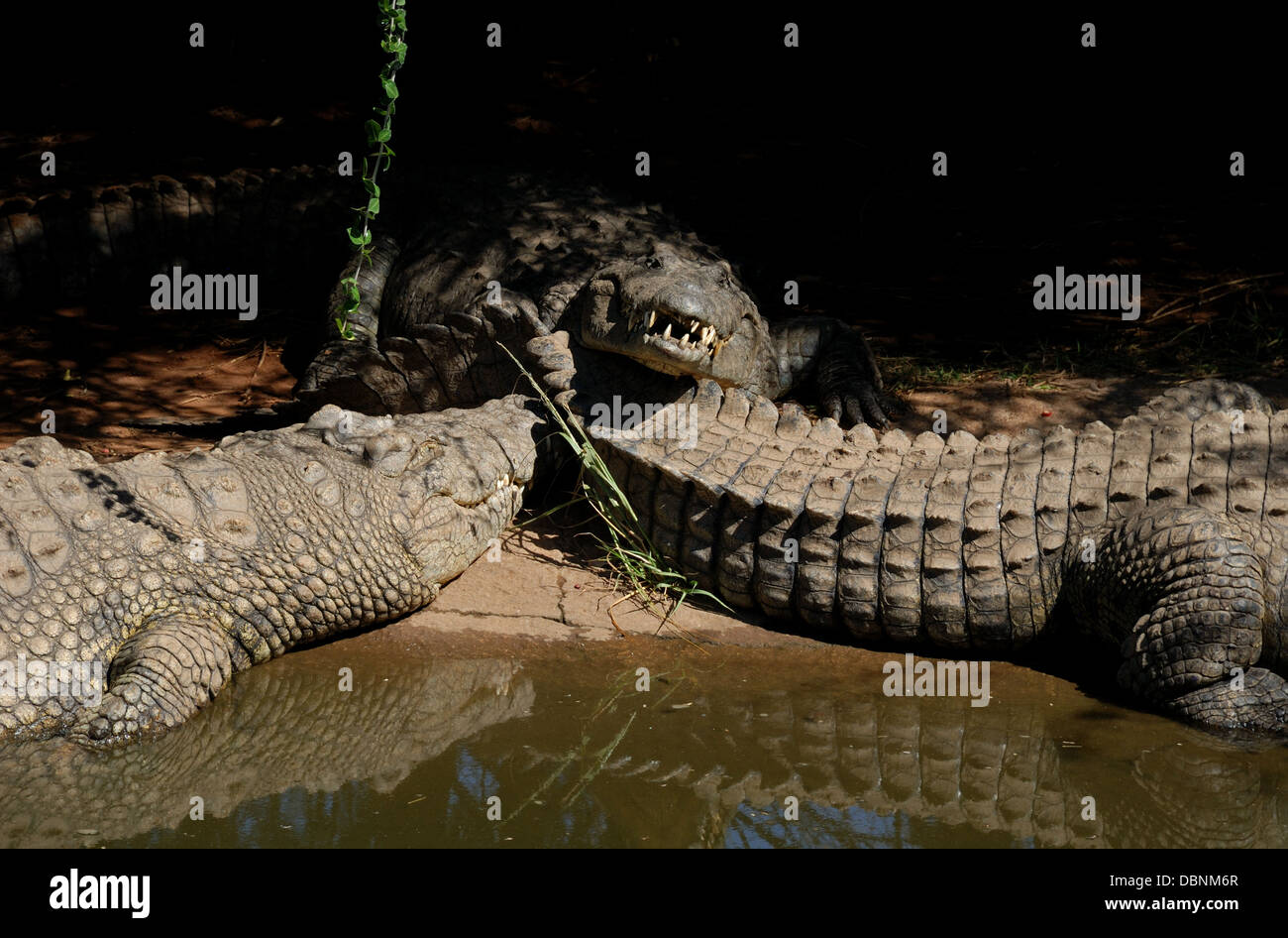 Krokodil in Sun City Reserve in Südafrika. Stockfoto
