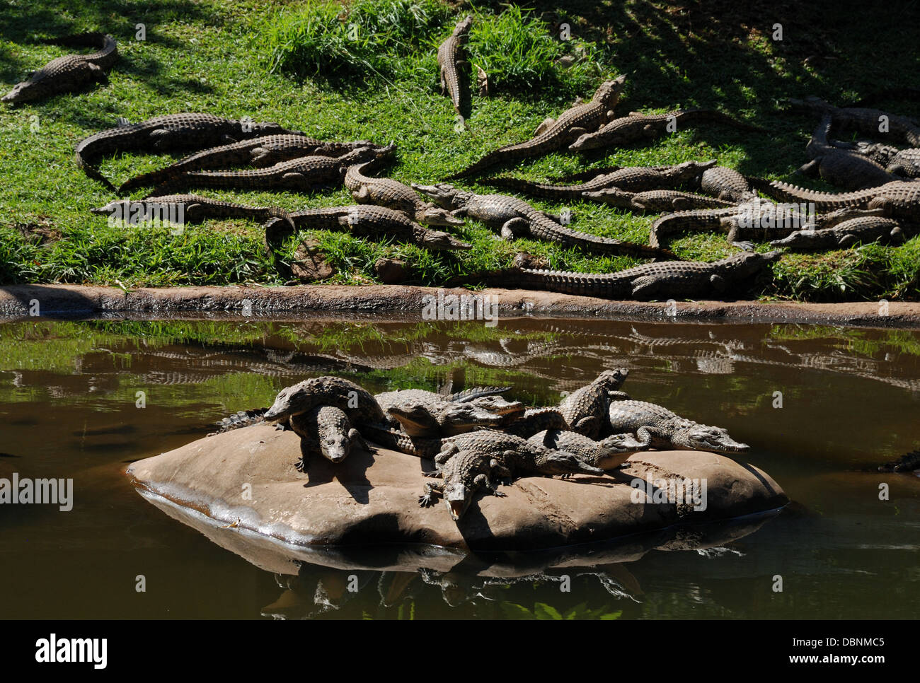 Krokodile in Sun City Reserve in Südafrika. Stockfoto
