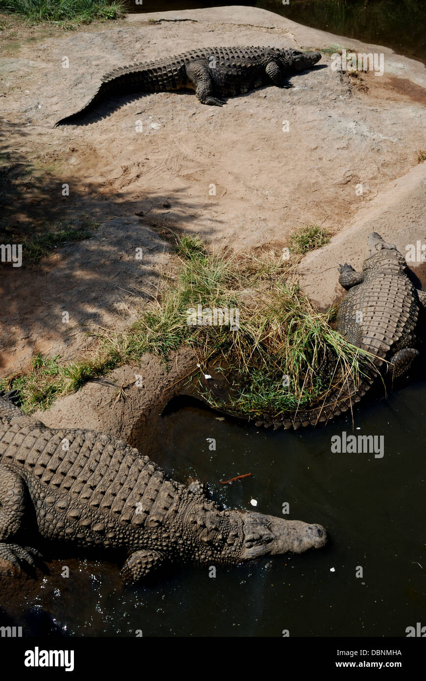 Krokodil in Sun City Reserve in Südafrika. Stockfoto