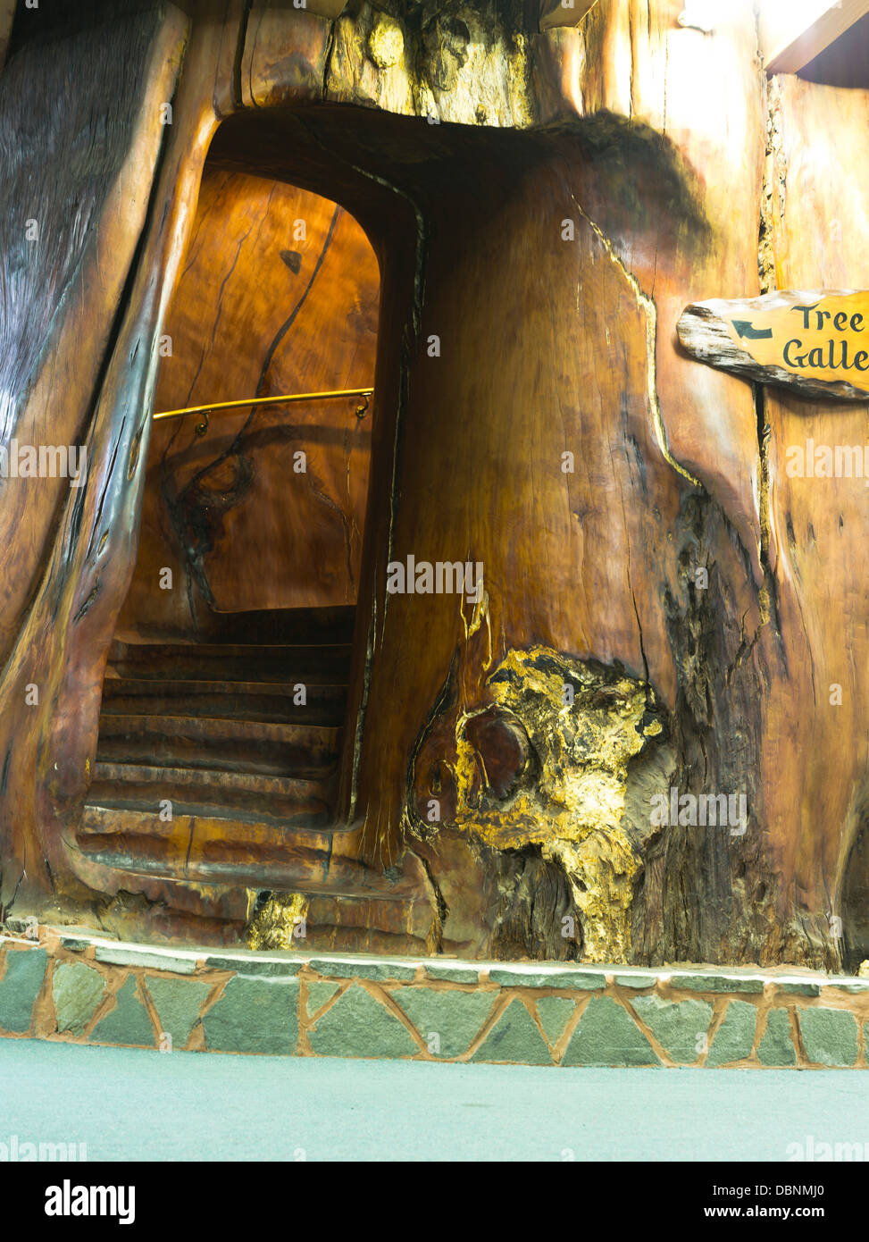 dh AWANUI Neuseeland geschnitzt Kauri Holz Baumstamm Treppe alte Kauri Königreich Stockfoto