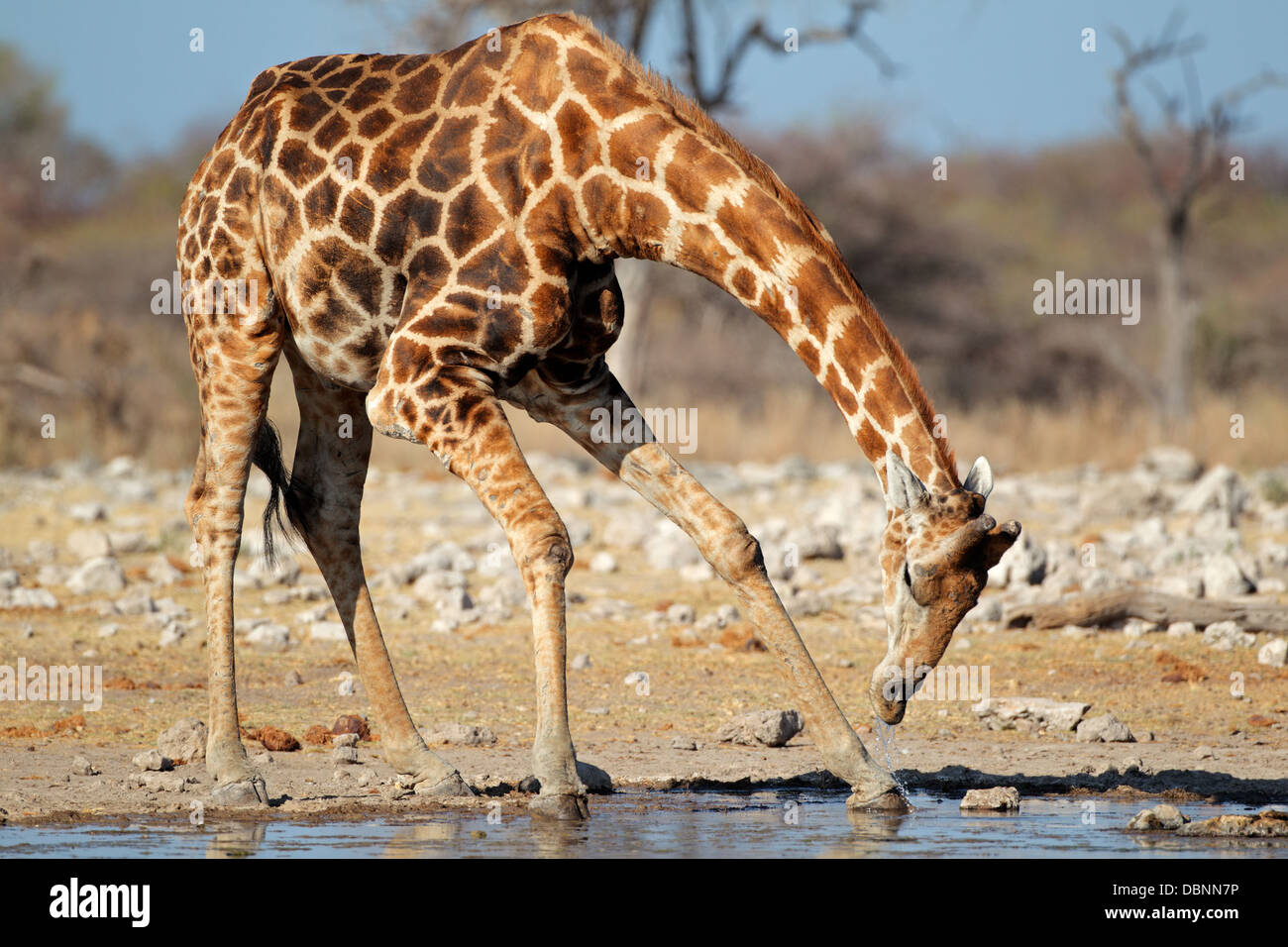 Giraffe (Giraffa Plancius) Trinkwasser, Etosha Nationalpark, Namibia Stockfoto