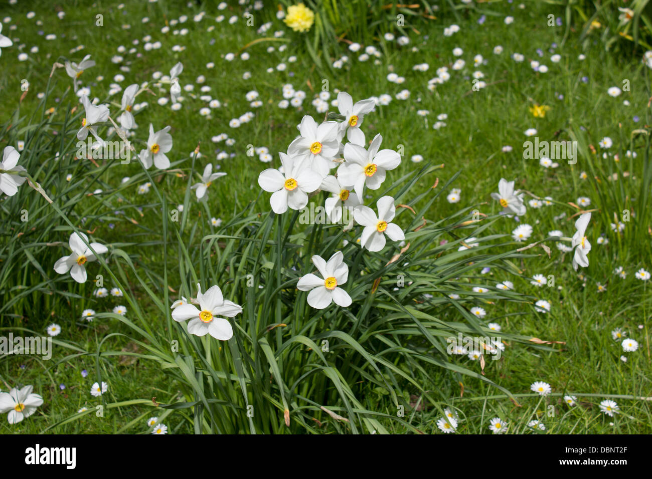 Narzissen fasan auge Fotos und Bildmaterial in hoher Auflösung Alamy